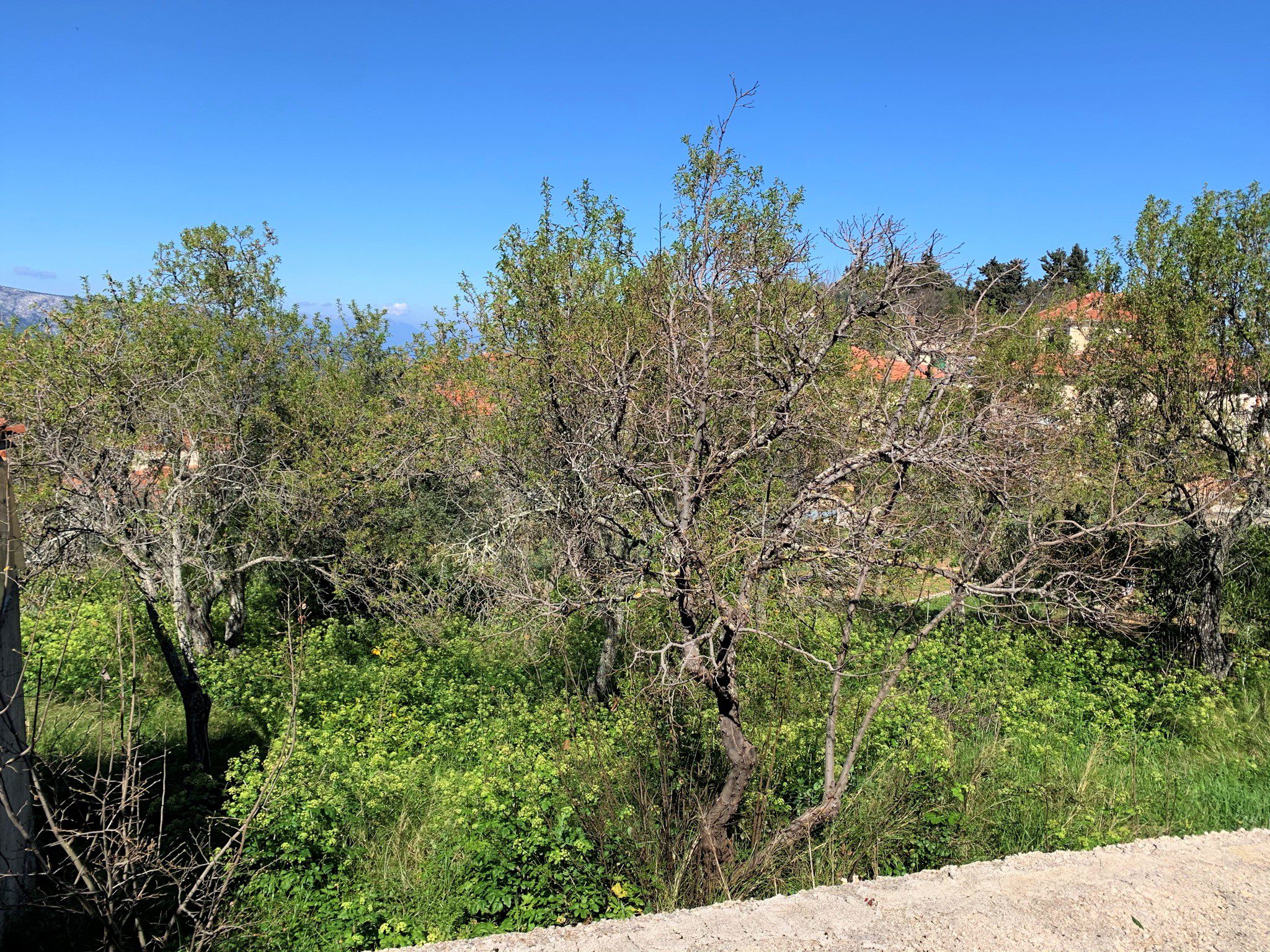 Uncleared landscape of land for sale in Ithaca Greece, Perachori