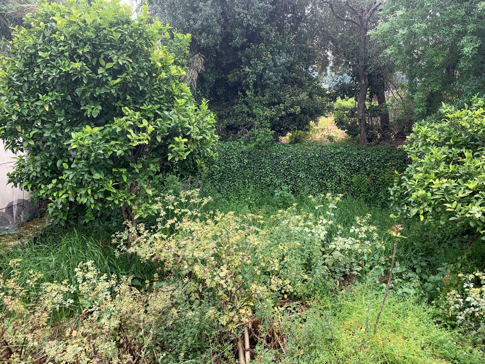 Garden of house for sale in Ithaca Greece Vathi