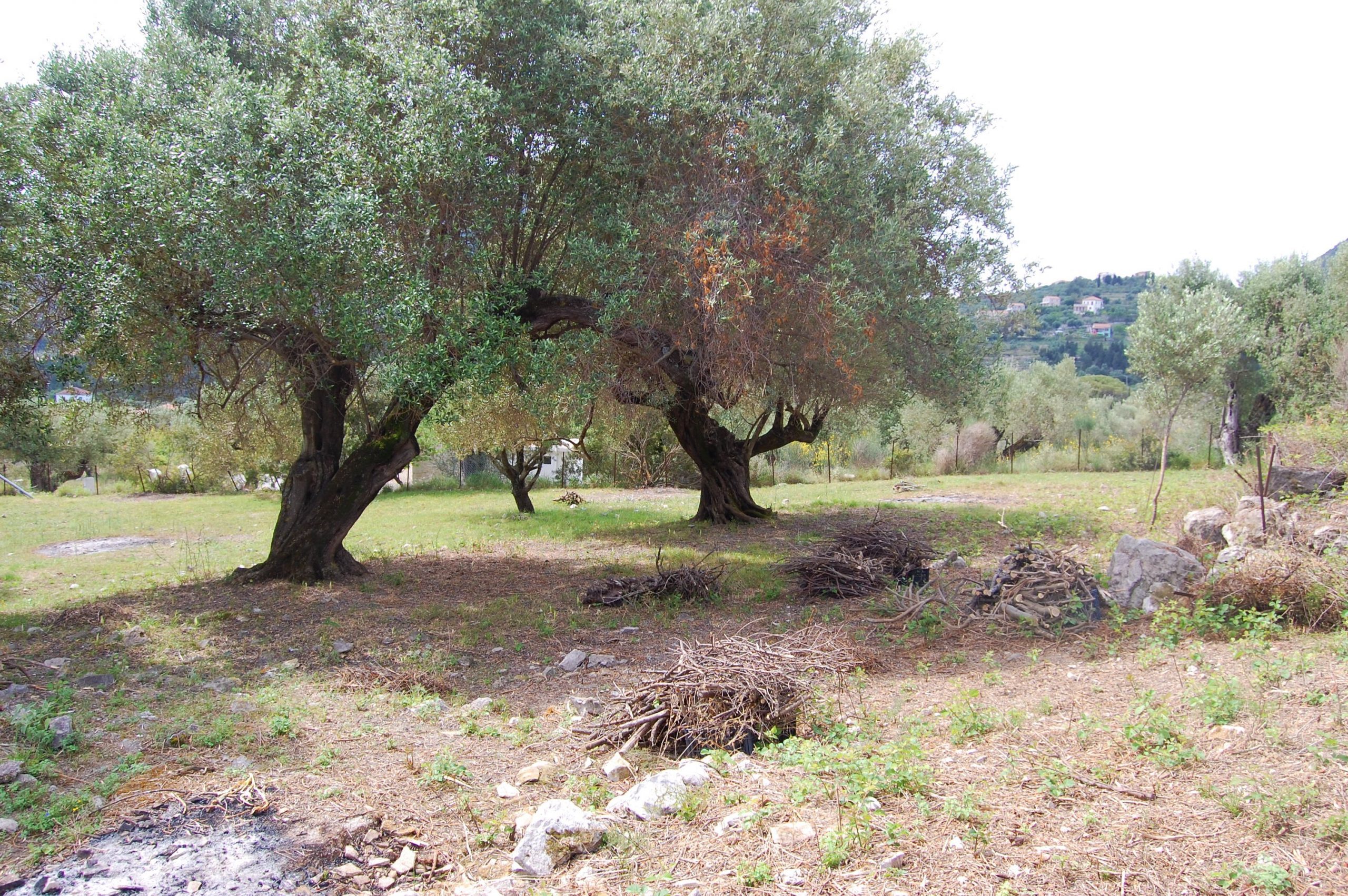Landscape and terrain of land for sale in Ithaca Greece, Ag Saranda