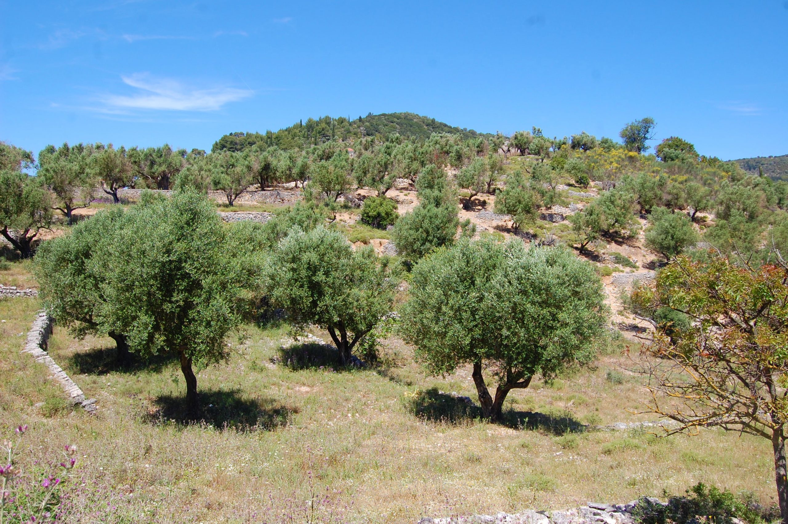 Landscape and terrain of land for sale on Ithaca Greece, Vathi