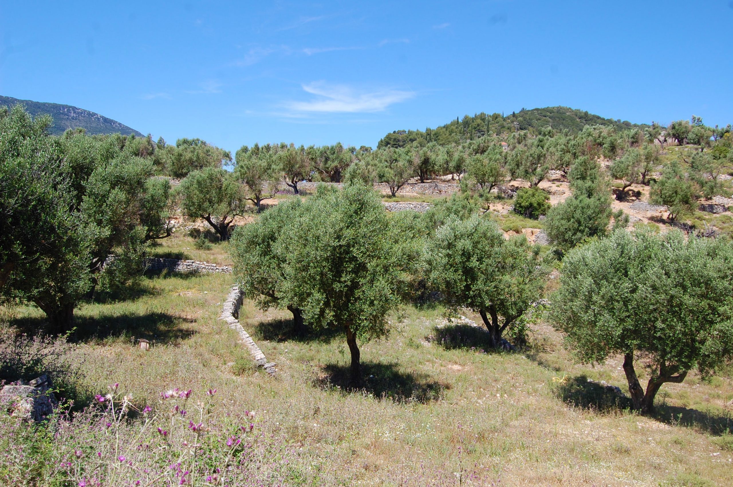 Landscape and terrain of land for sale on Ithaca Greece, Vathi
