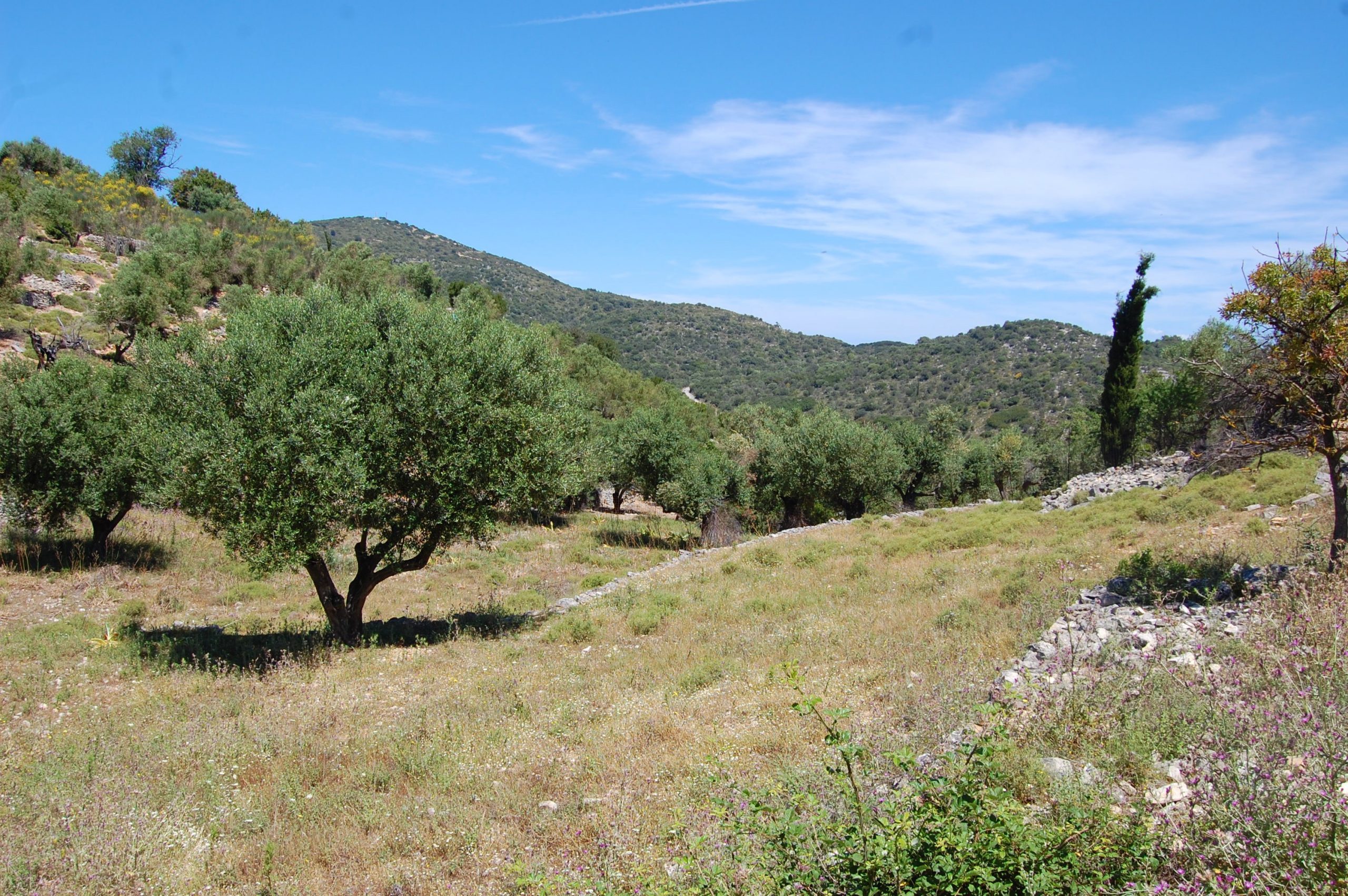 Landscape and terrain of land for sale on Ithaca Greece, Vathi