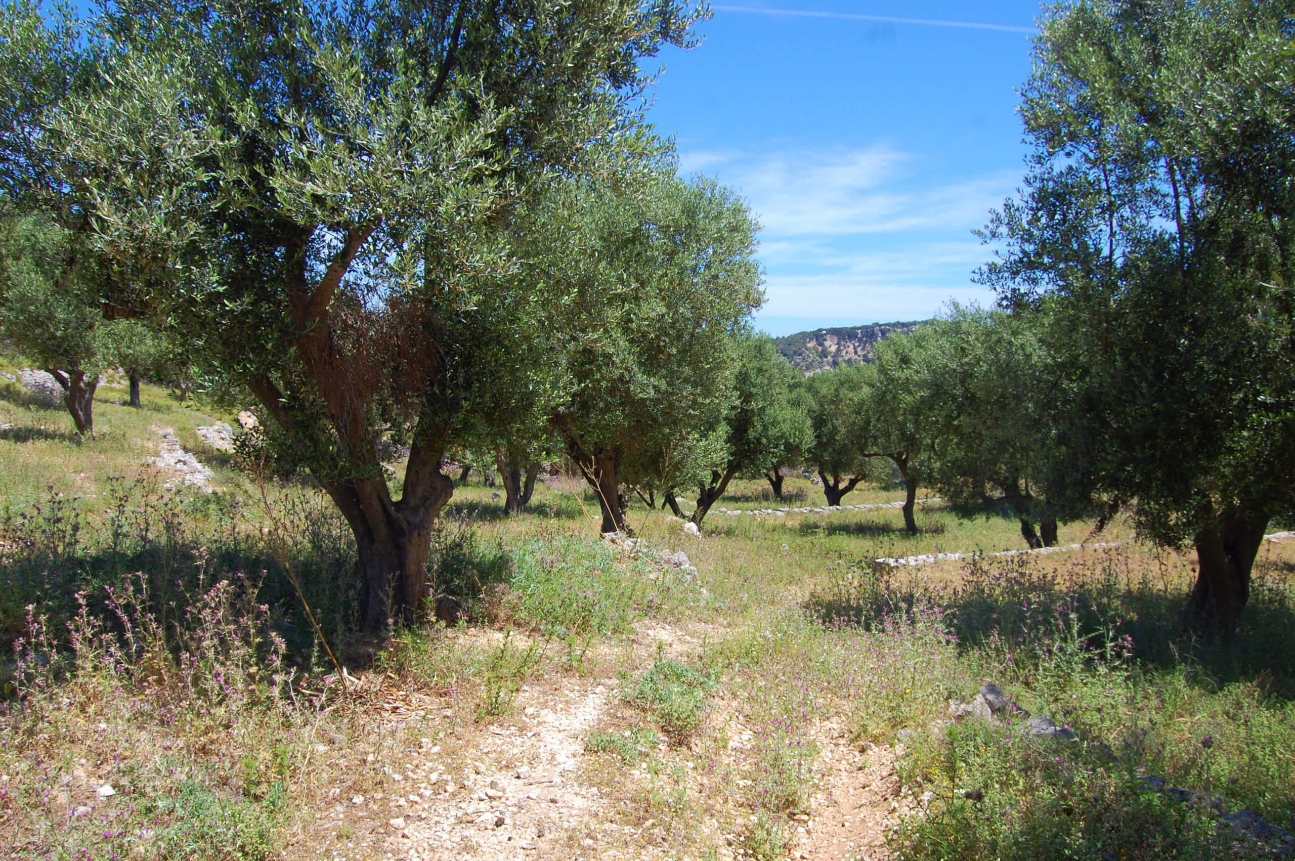 Landscape and terrain of land for sale on Ithaca Greece, Vathi