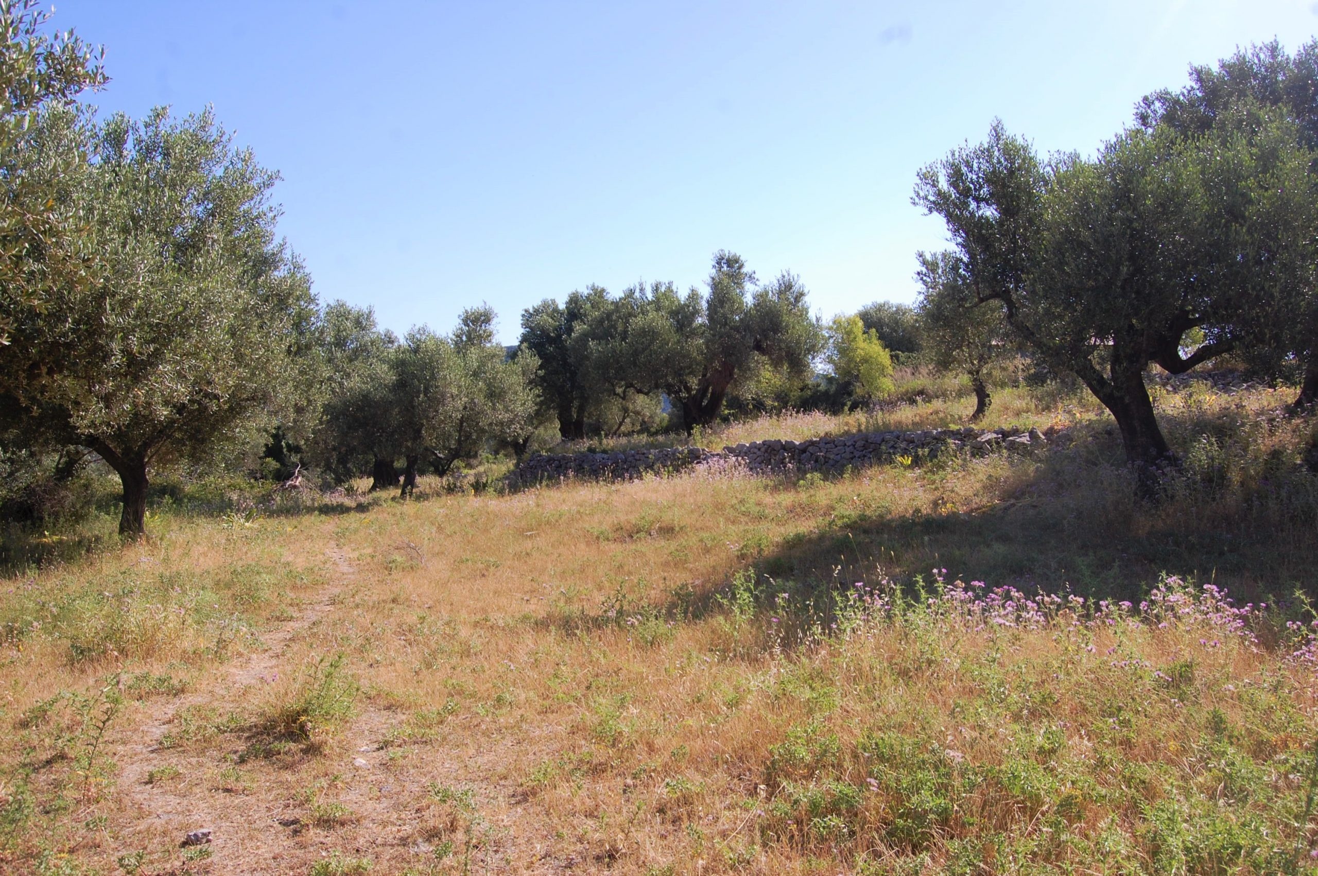 Landscape and terrain of land for sale on Ithaca Greece, Pilikata