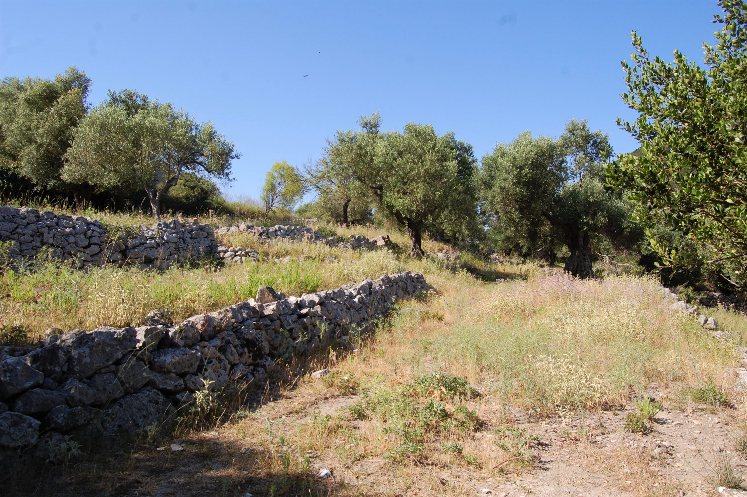 Landscape and terrain of land for sale on Ithaca Greece, Pilikata