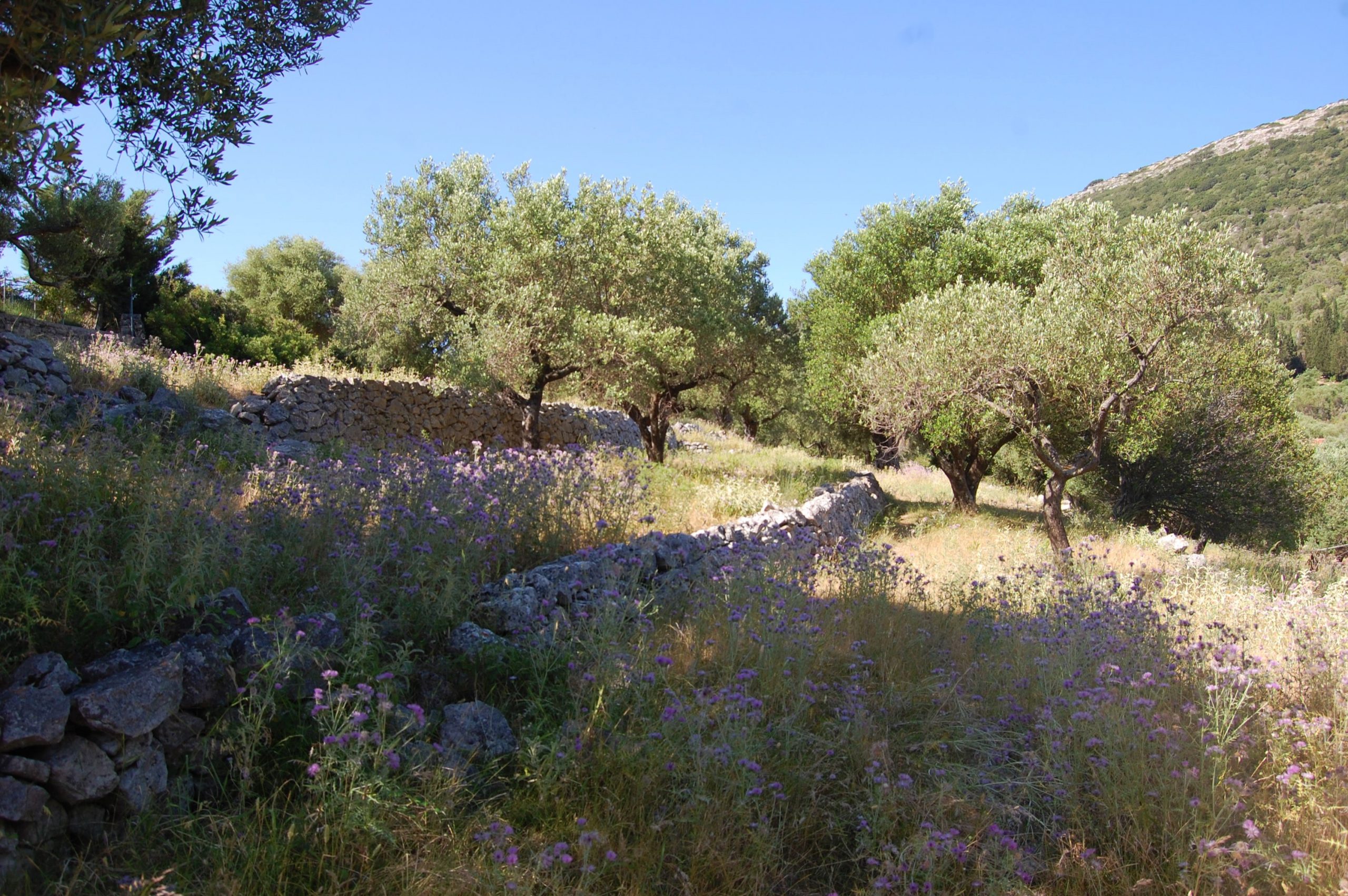 Landscape and terrain of land for sale on Ithaca Greece, Pilikata