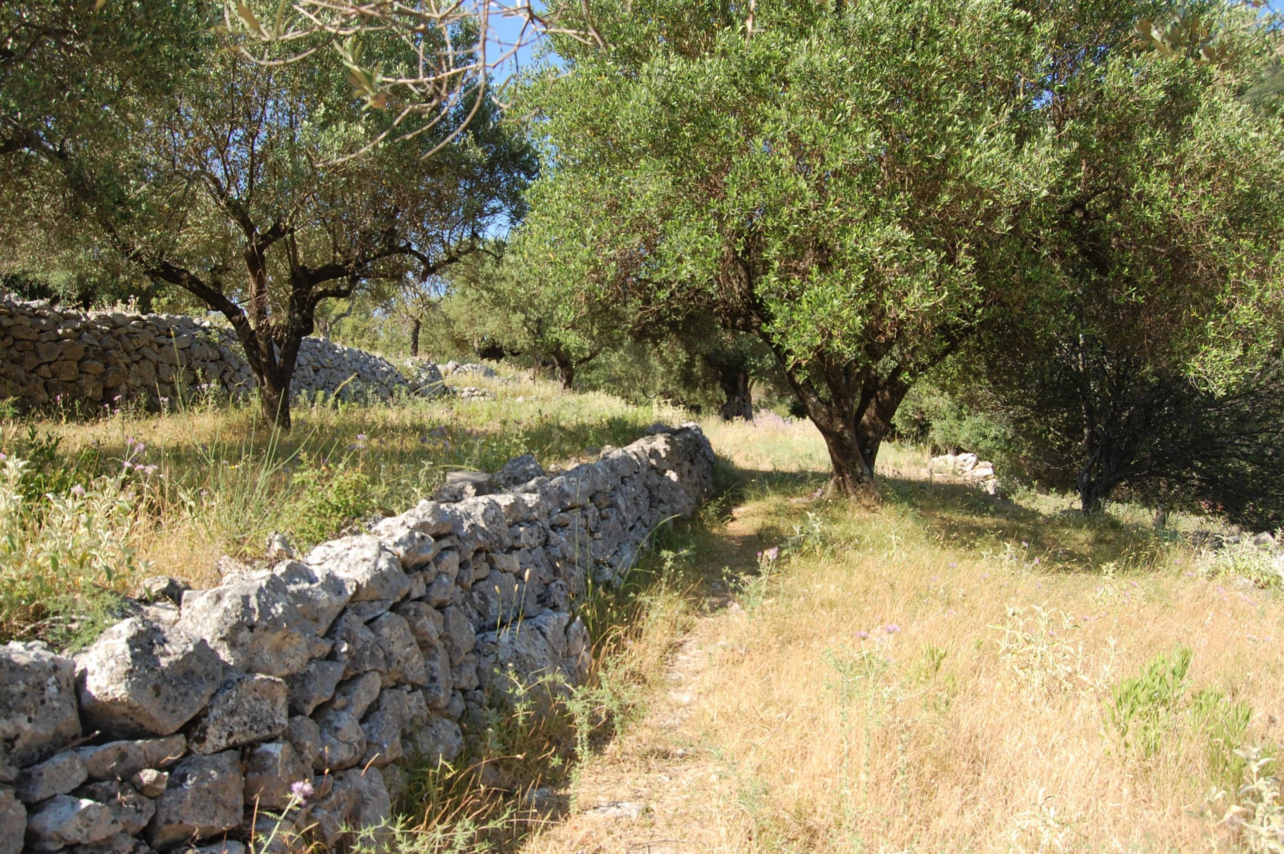 Landscape and terrain of land for sale on Ithaca Greece, Pilikata