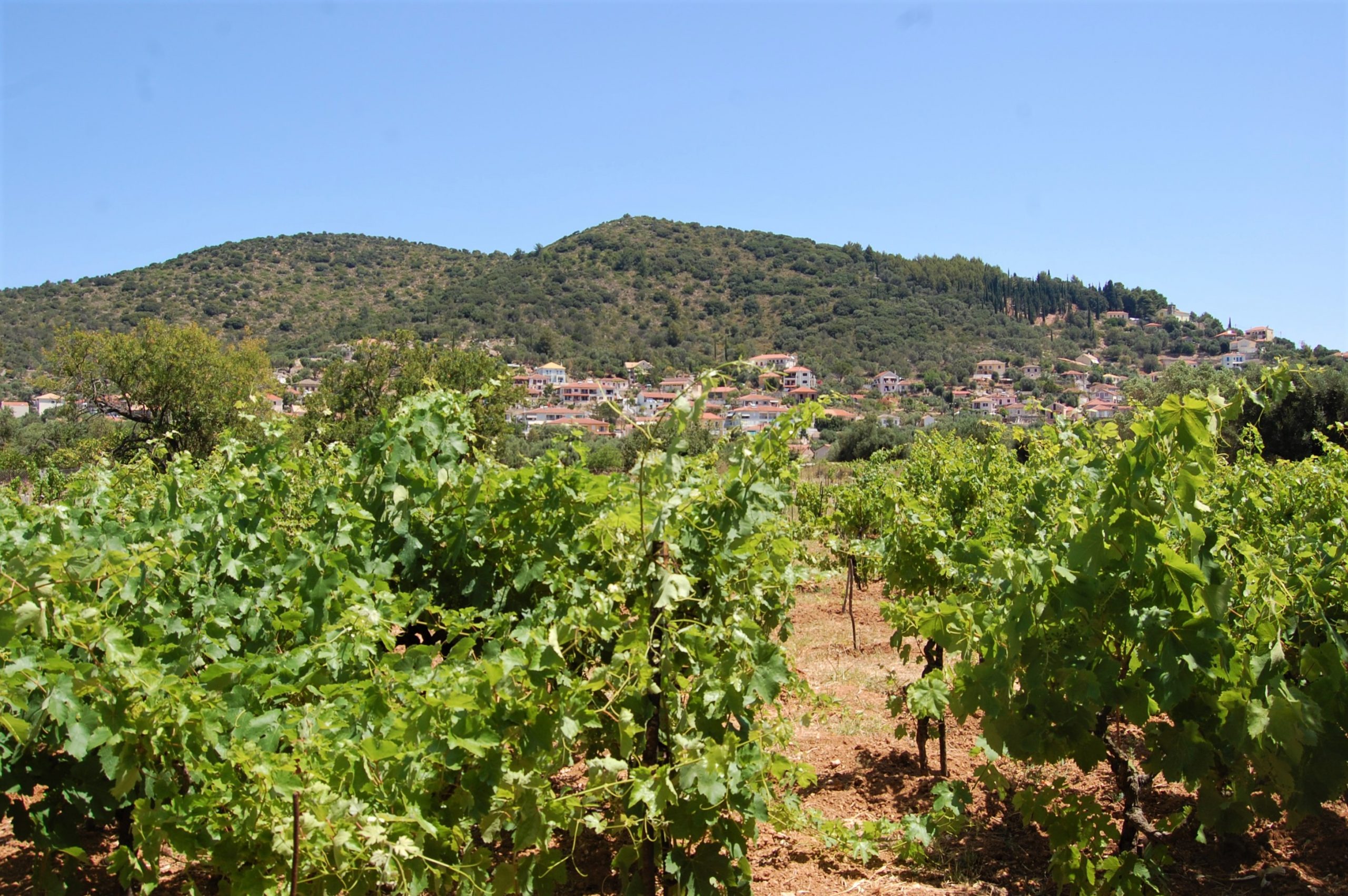 Vineyard and landscape of land for sale on Ithaca Greece, Vathi