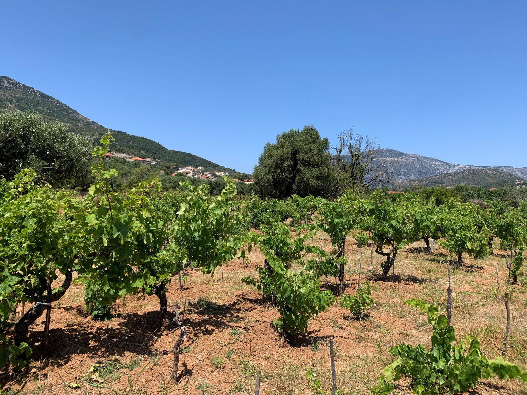 Vineyard and landscape of land for sale on Ithaca Greece, Vathi