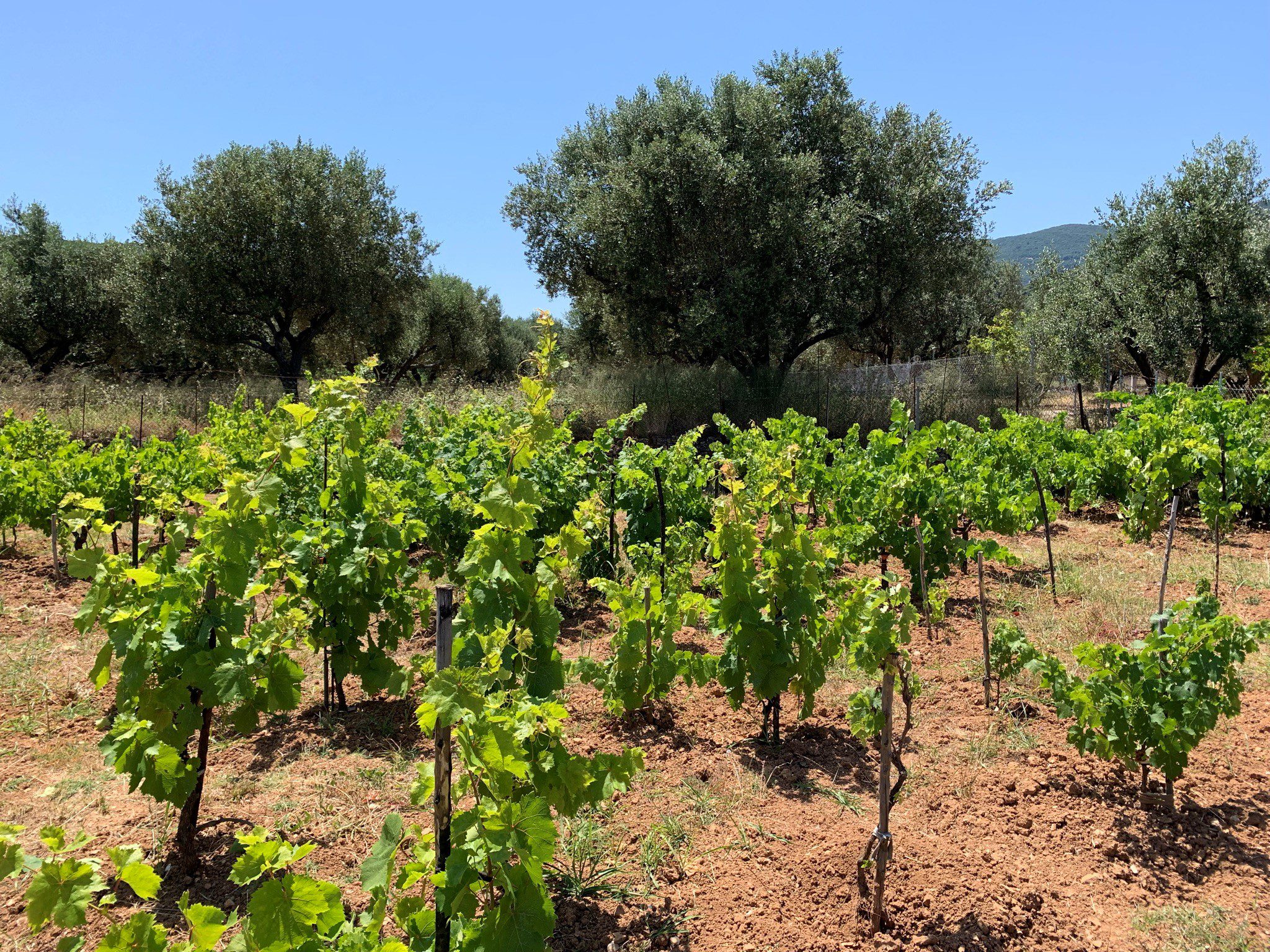 Vineyard and landscape of land for sale on Ithaca Greece, Vathi