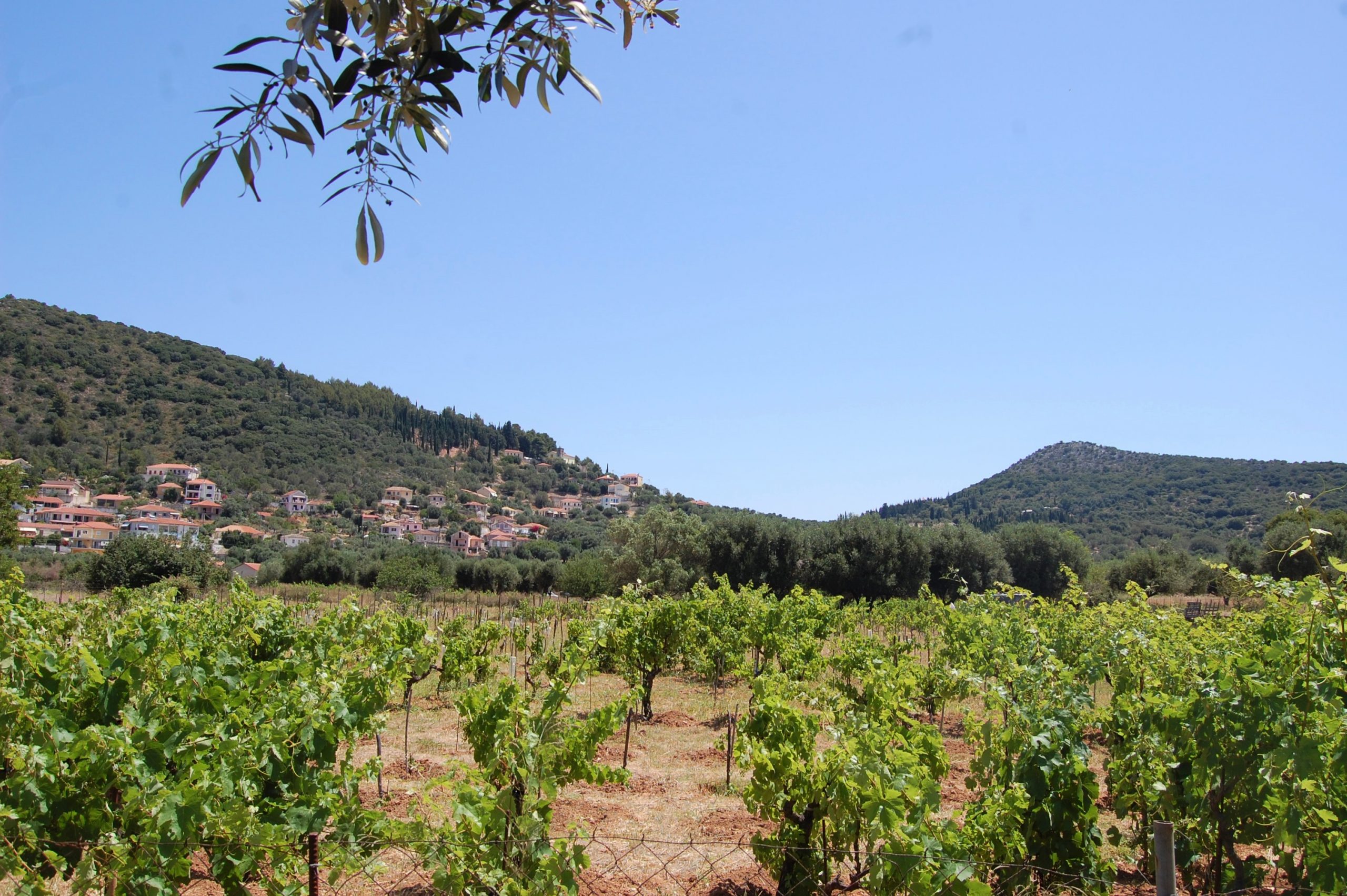Vineyard and landscape of land for sale on Ithaca Greece, Vathi