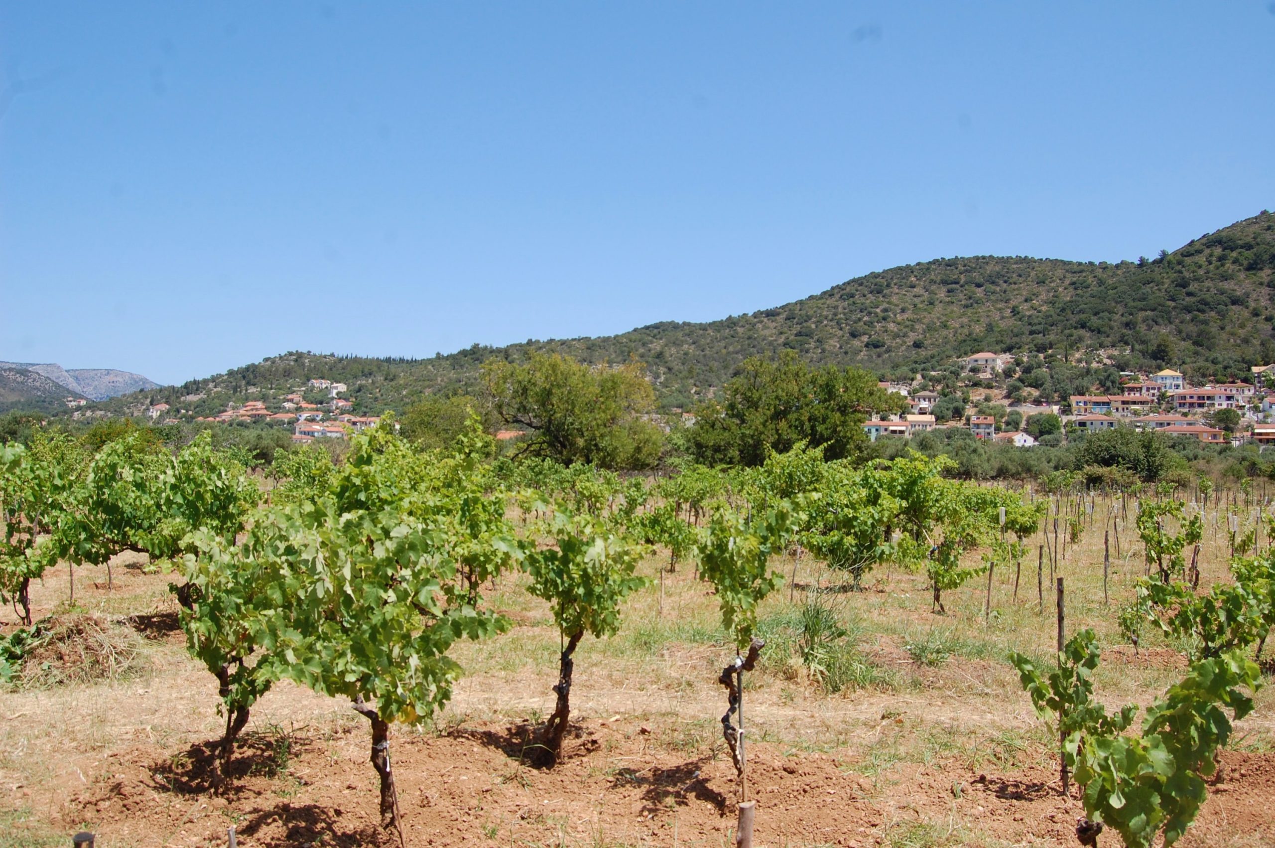 Vineyard and landscape of land for sale on Ithaca Greece, Vathi