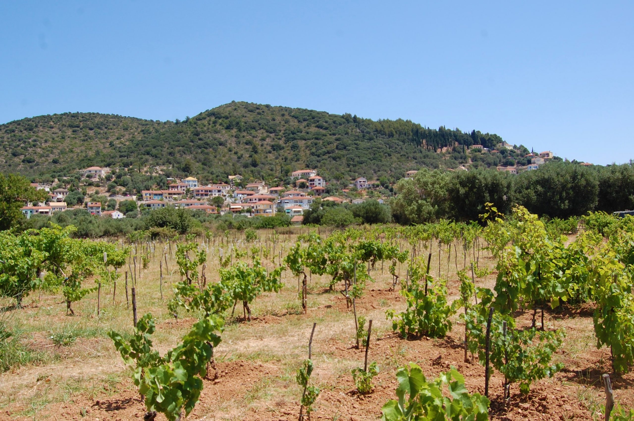 Vineyard and landscape of land for sale on Ithaca Greece, Vathi