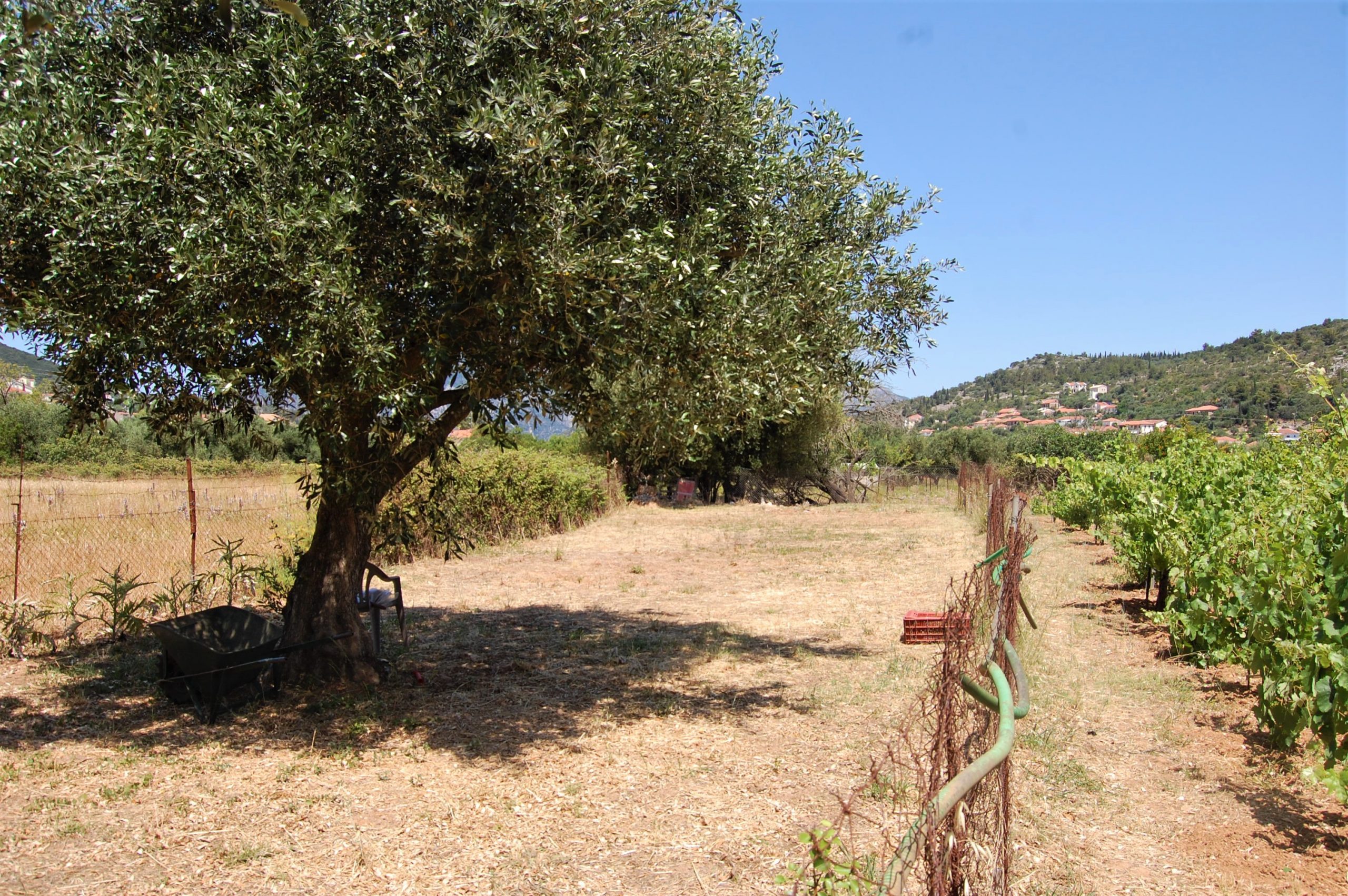 Vineyard and landscape of land for sale on Ithaca Greece, Vathi