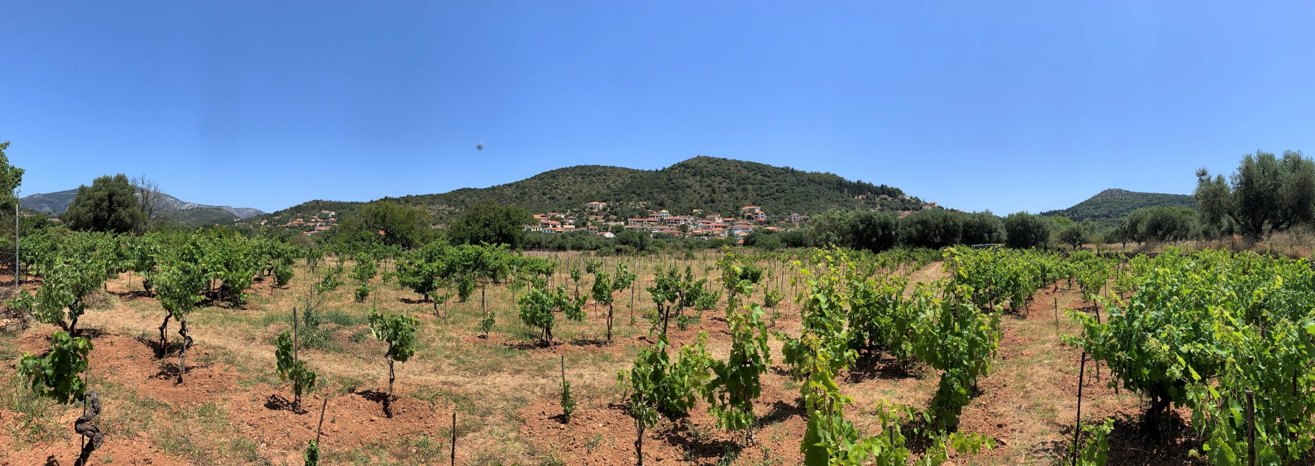 Panoramic of vineyard and landscape of land for sale on Ithaca Greece, Vathi