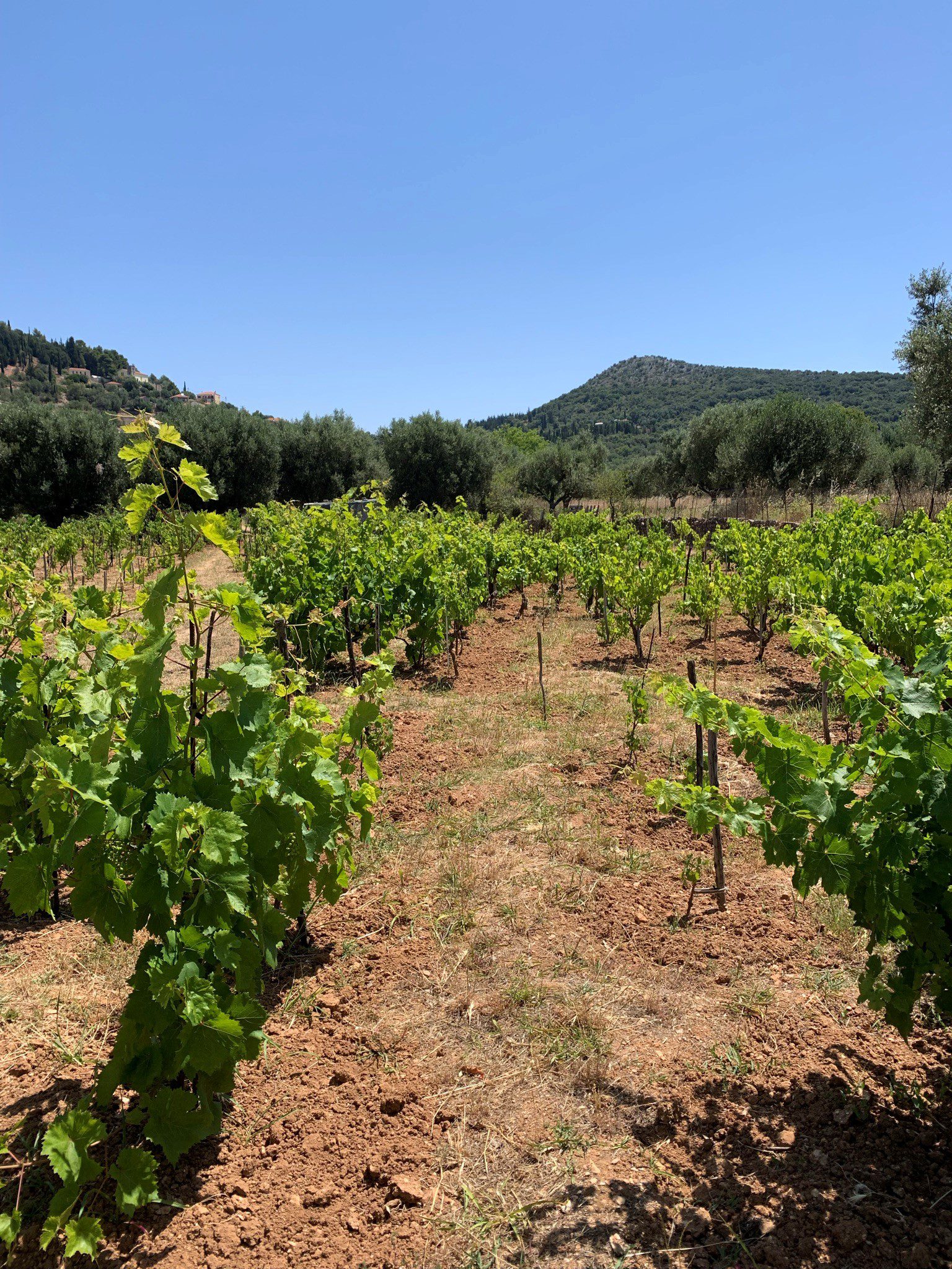 Vineyard and landscape of land for sale on Ithaca Greece, Vathi