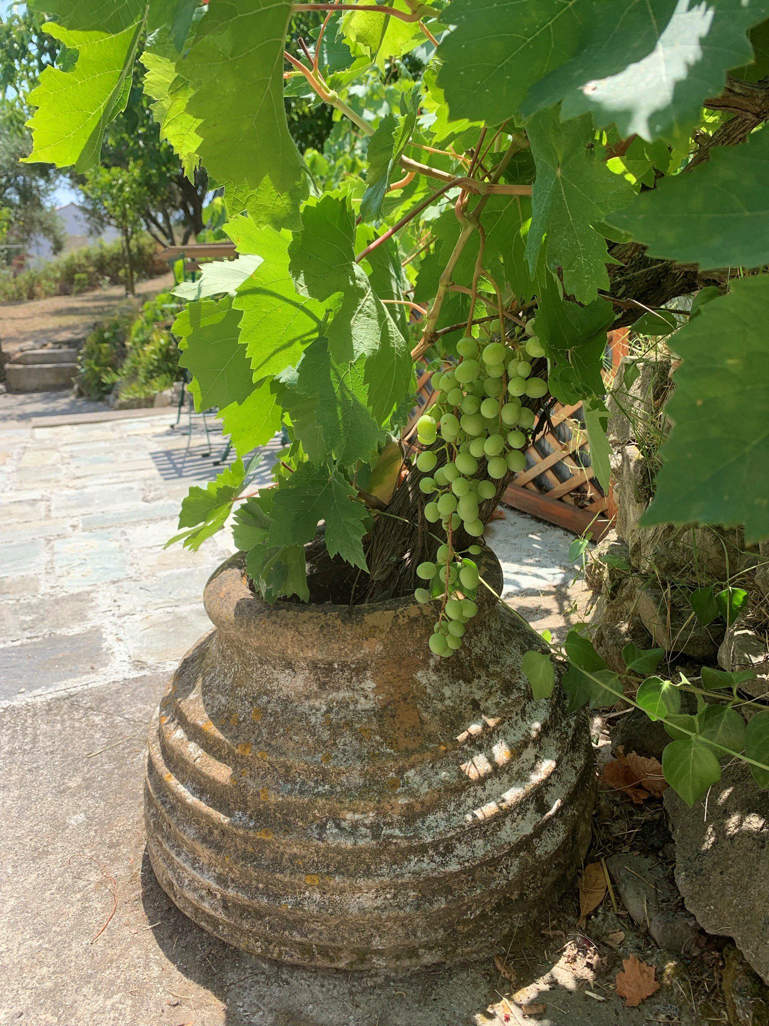Garden and terrace of house for sale in Ithaca Greece,Ag Saranta