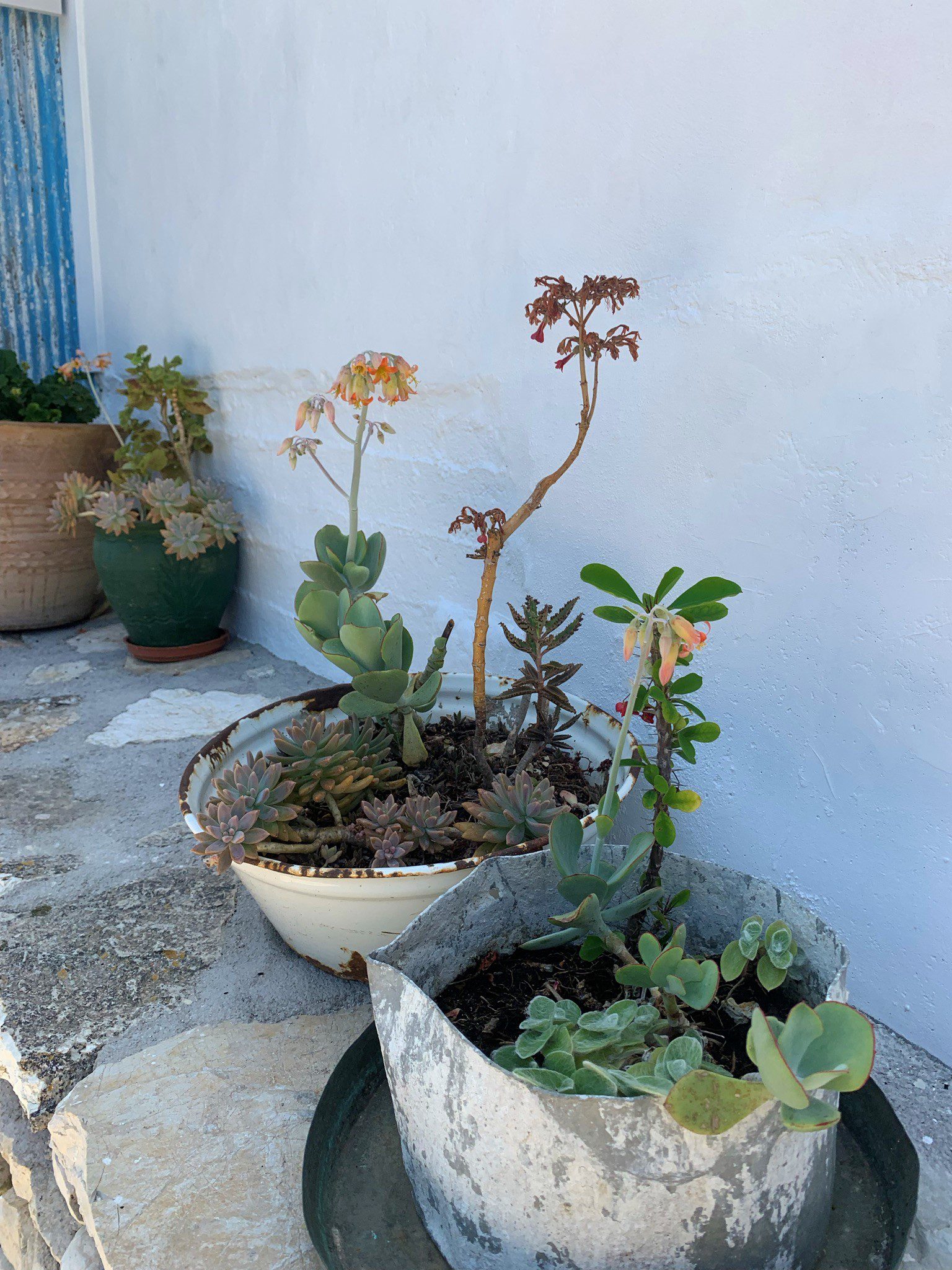Garden of house for sale in Ithaca Greece,Ag Saranta