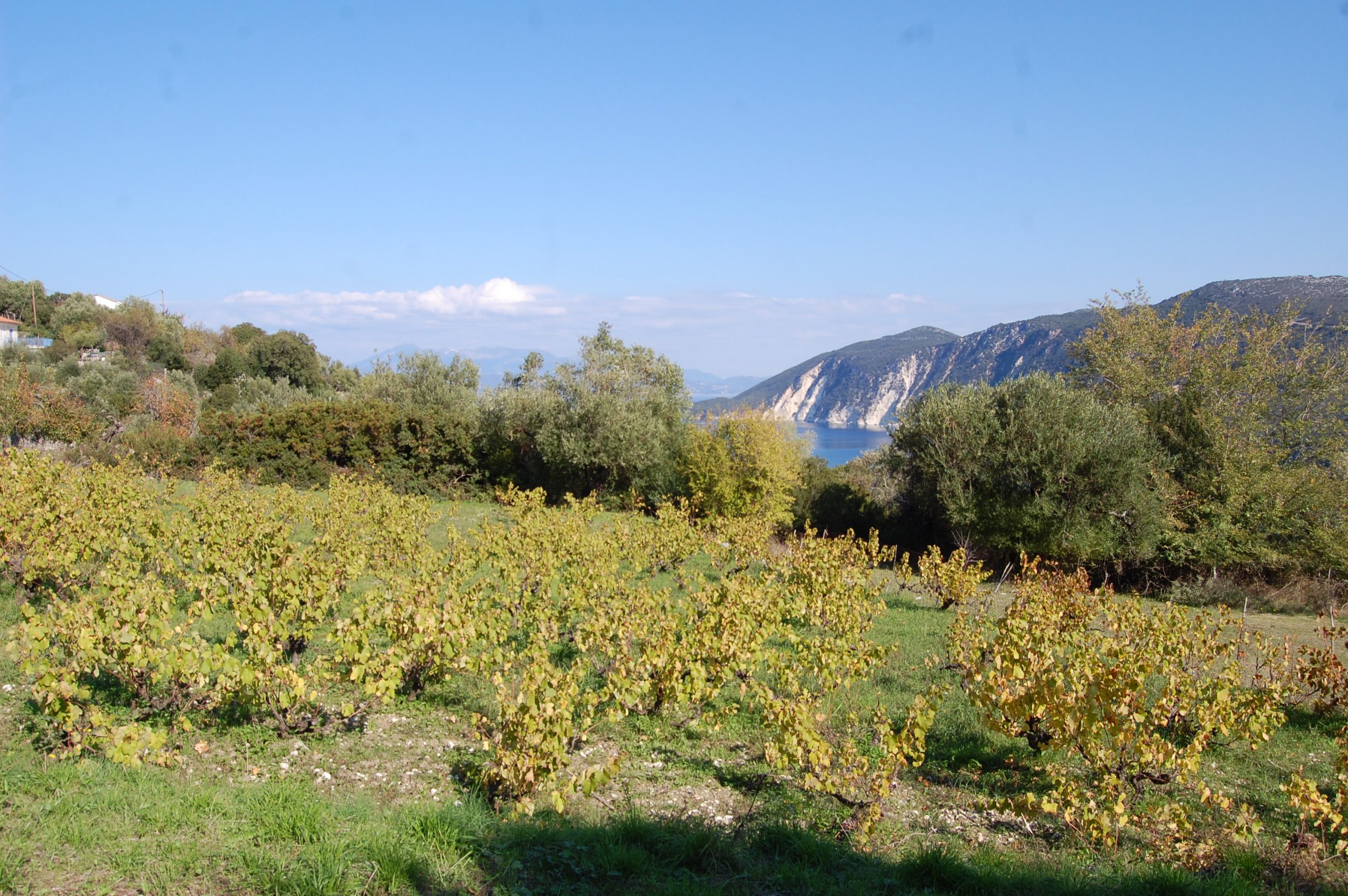 Vinyard of the land for sale Ithaca Greece, Kolleri