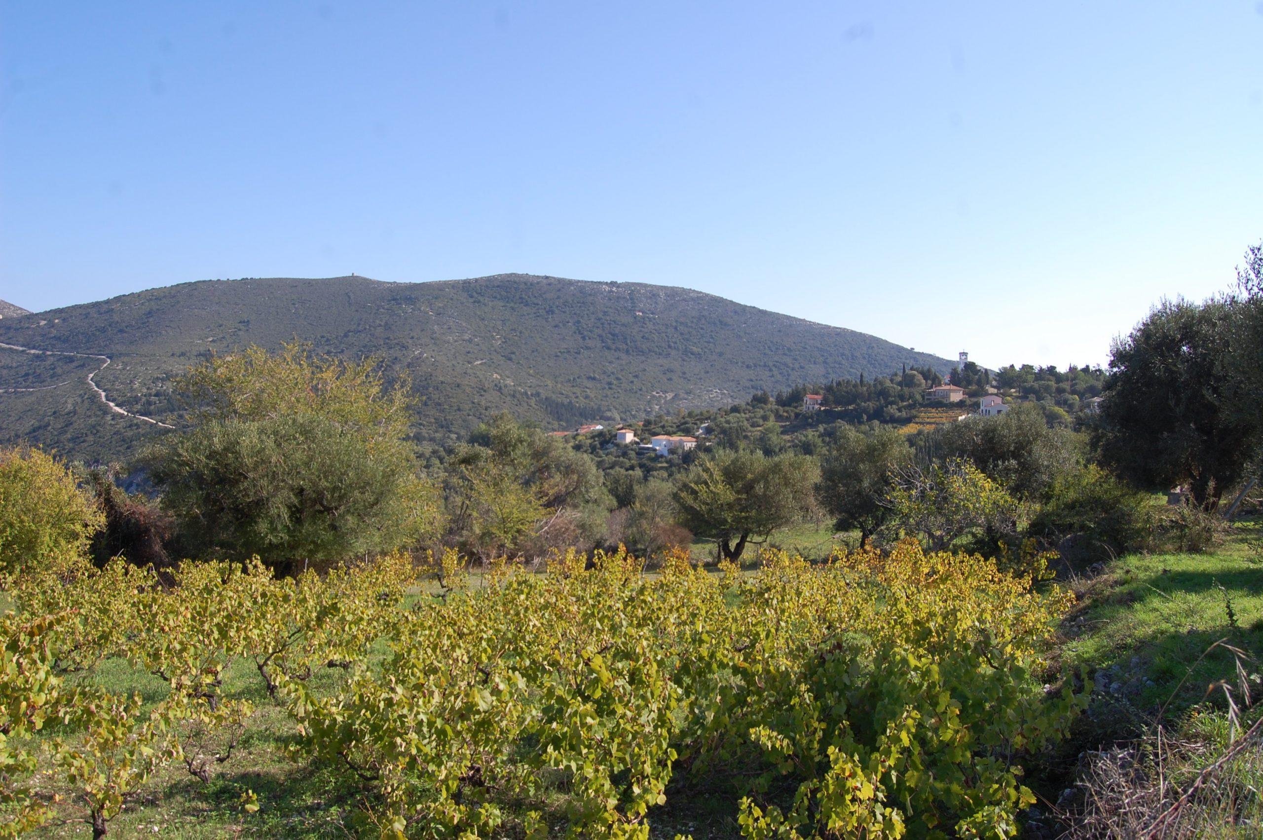 Vinyard of the land for sale Ithaca Greece, Kolleri