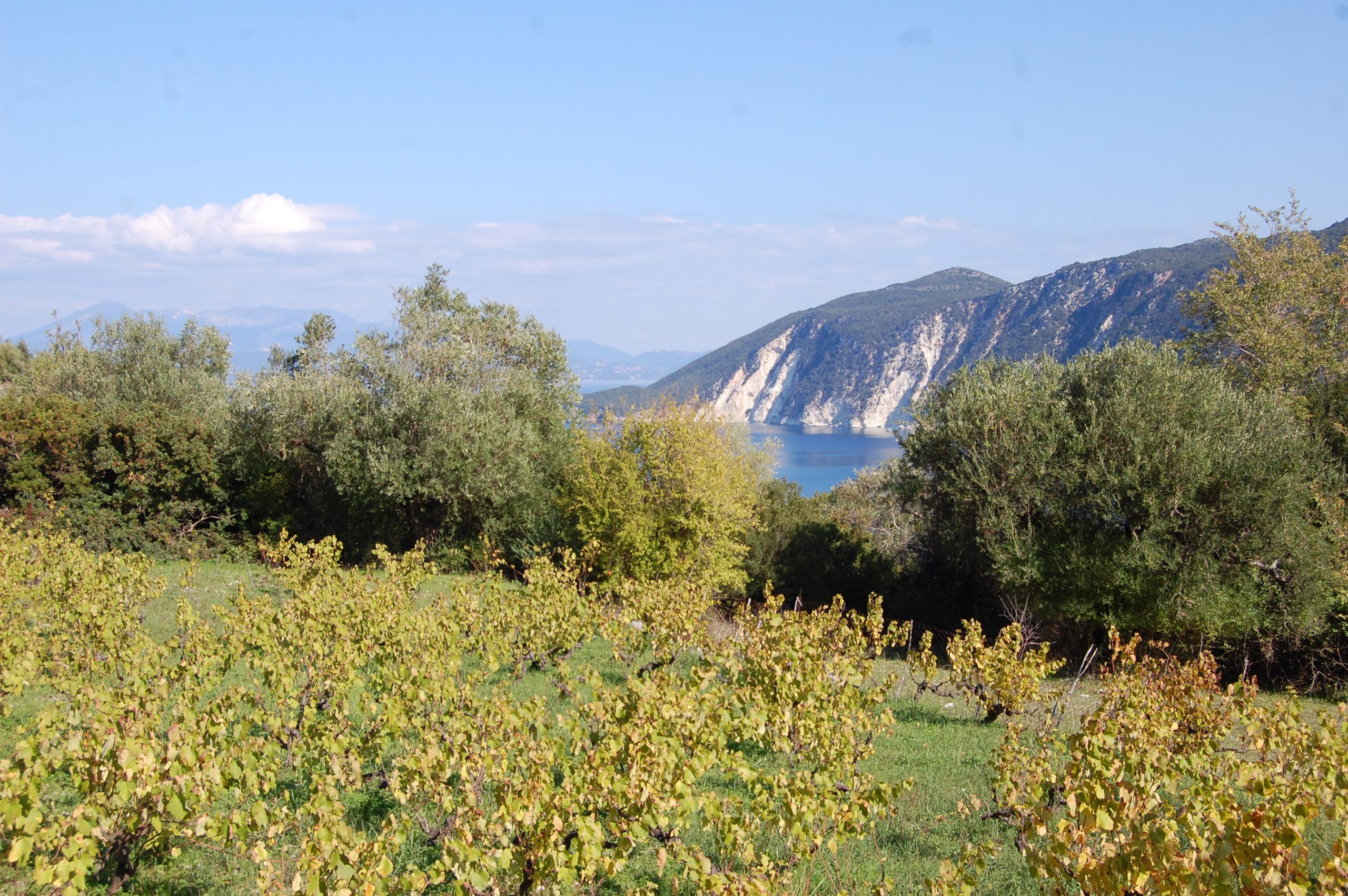 Vinyard of the land for sale Ithaca Greece, Kolleri
