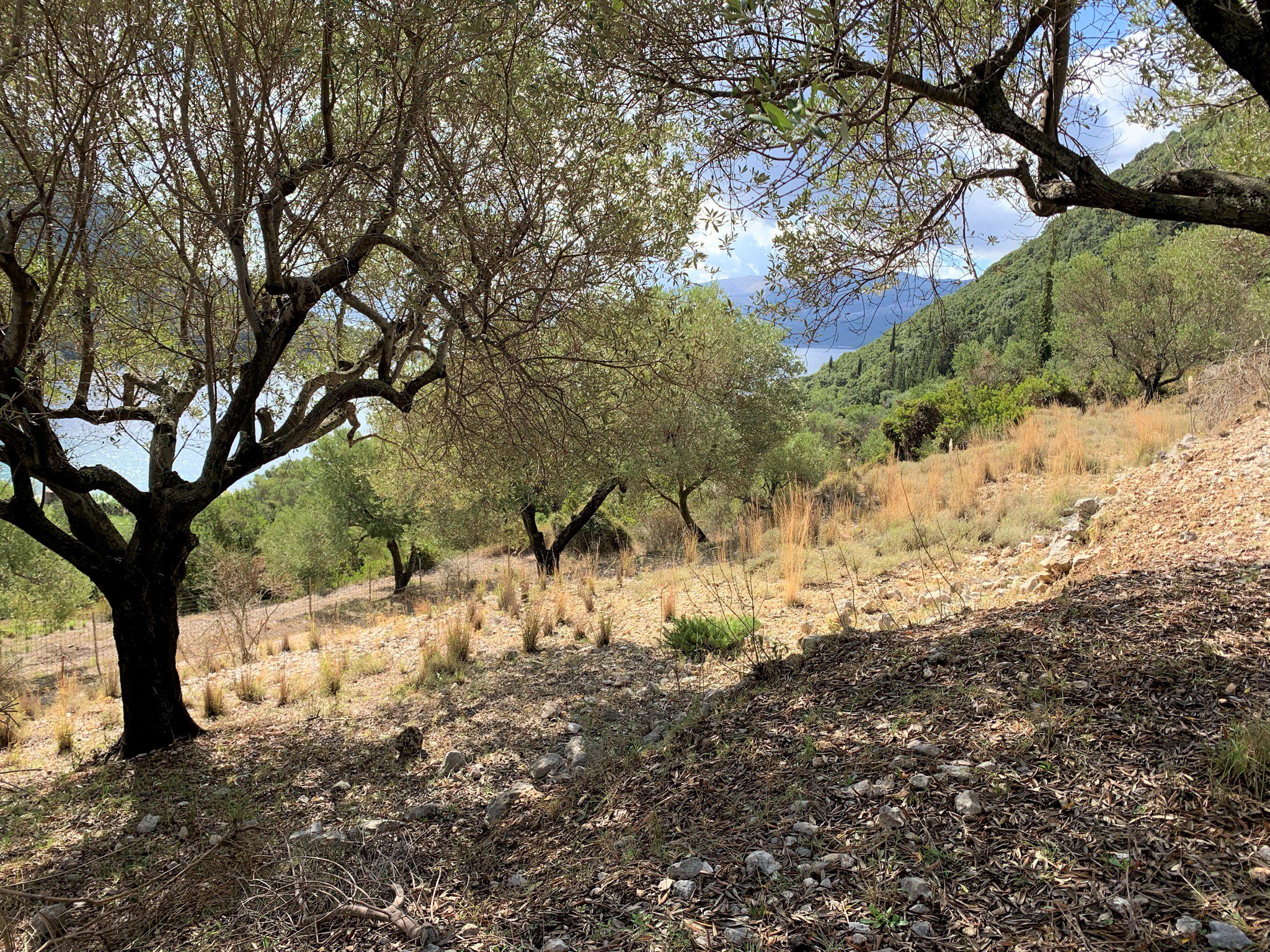 Terrain of land for sale Ithaca Greece, Stavros