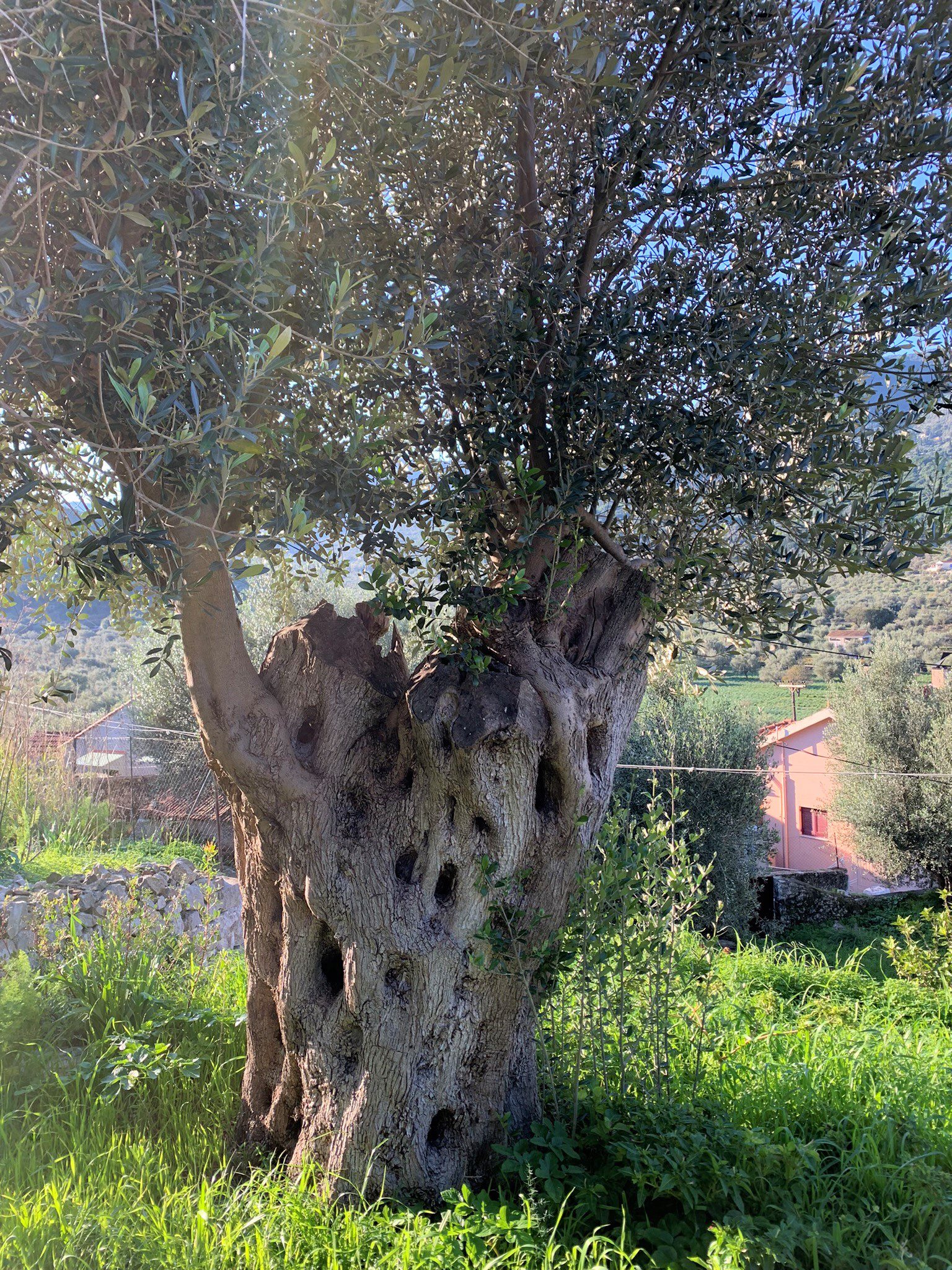 Surrounding land of house for sale on Ithaca Greece, Vathi