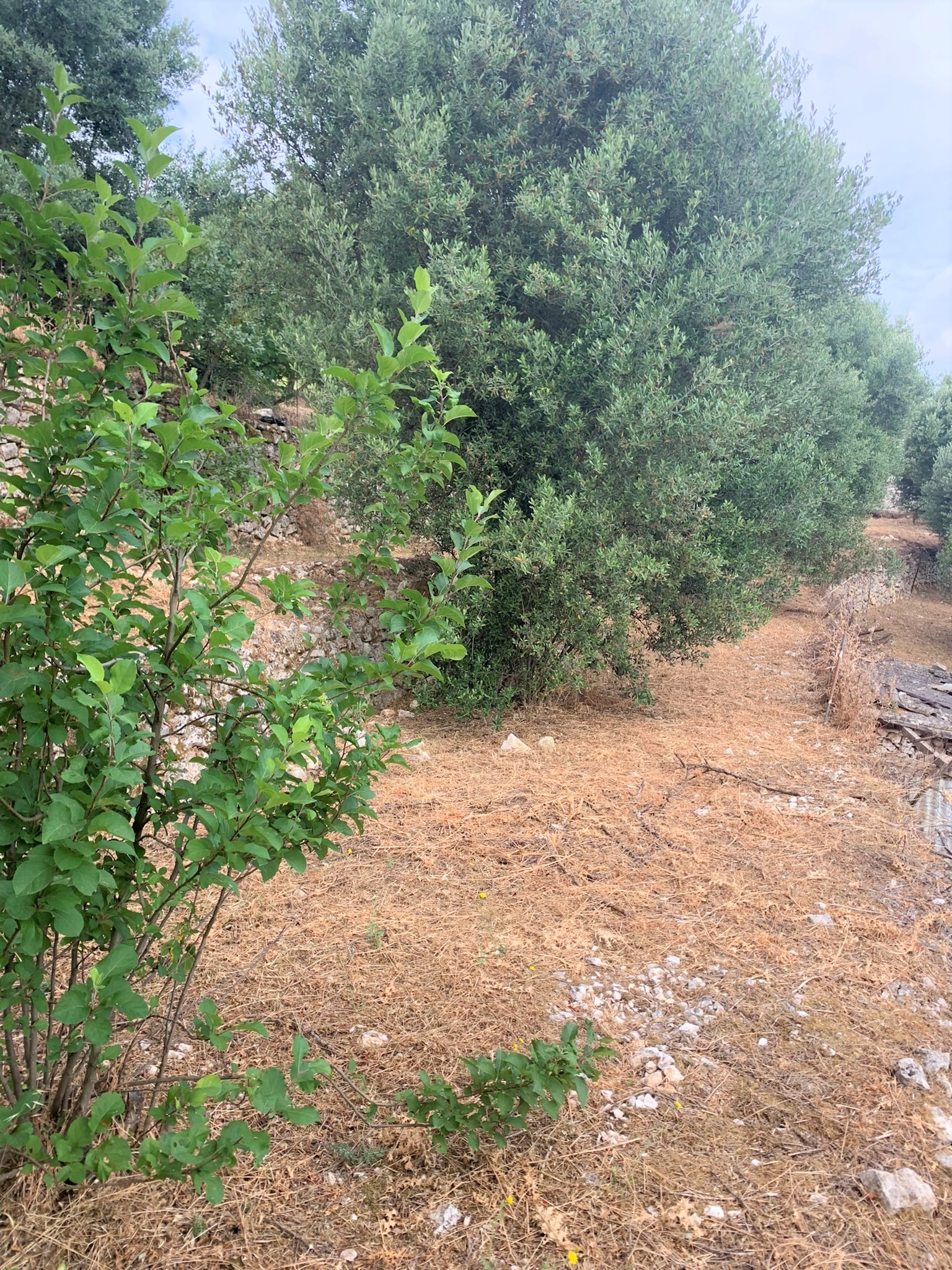 Landscape and terrain of land for sale on Ithaca Greece, Perachori