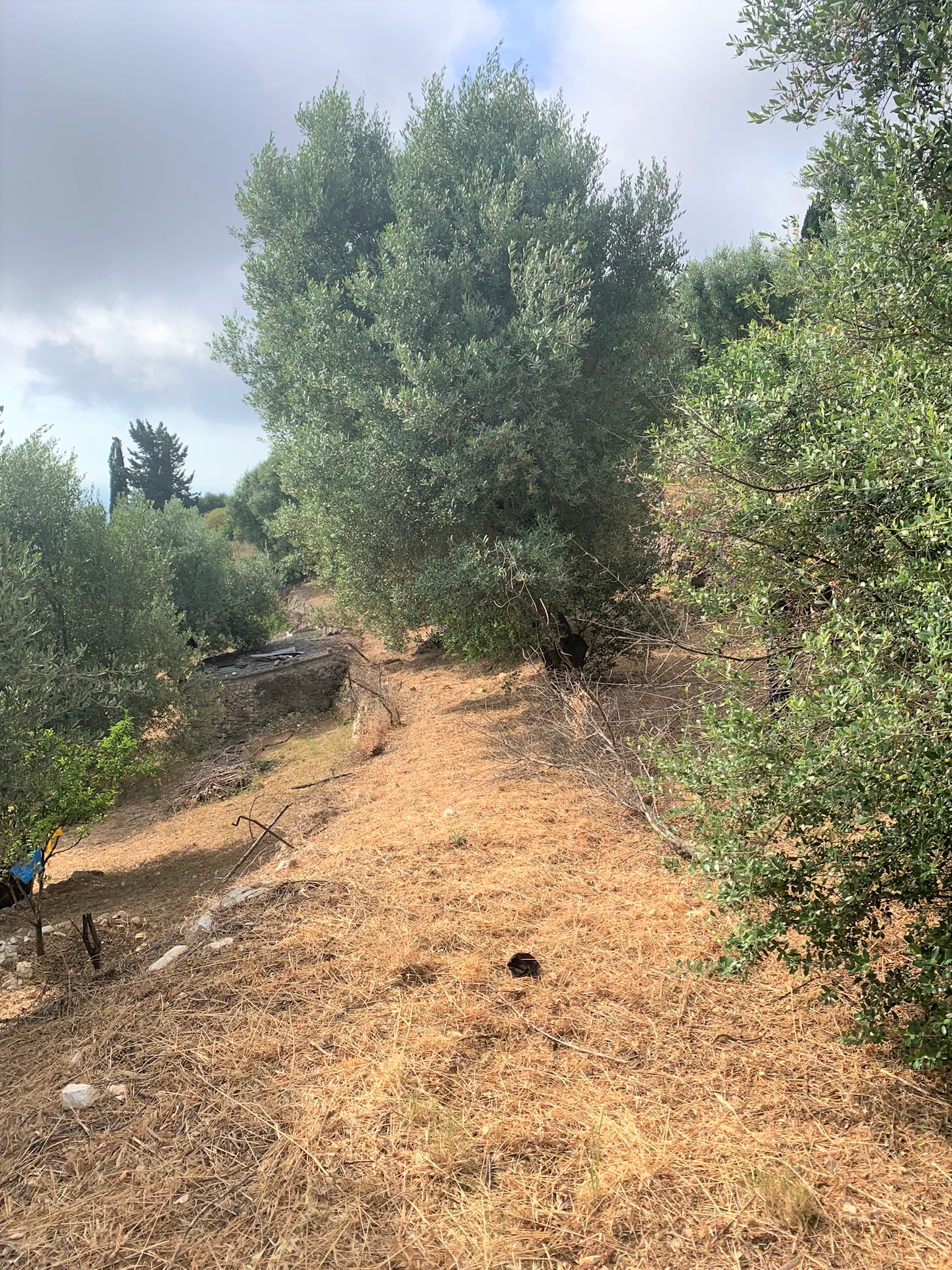 Landscape and terrain of land for sale on Ithaca Greece, Perachori