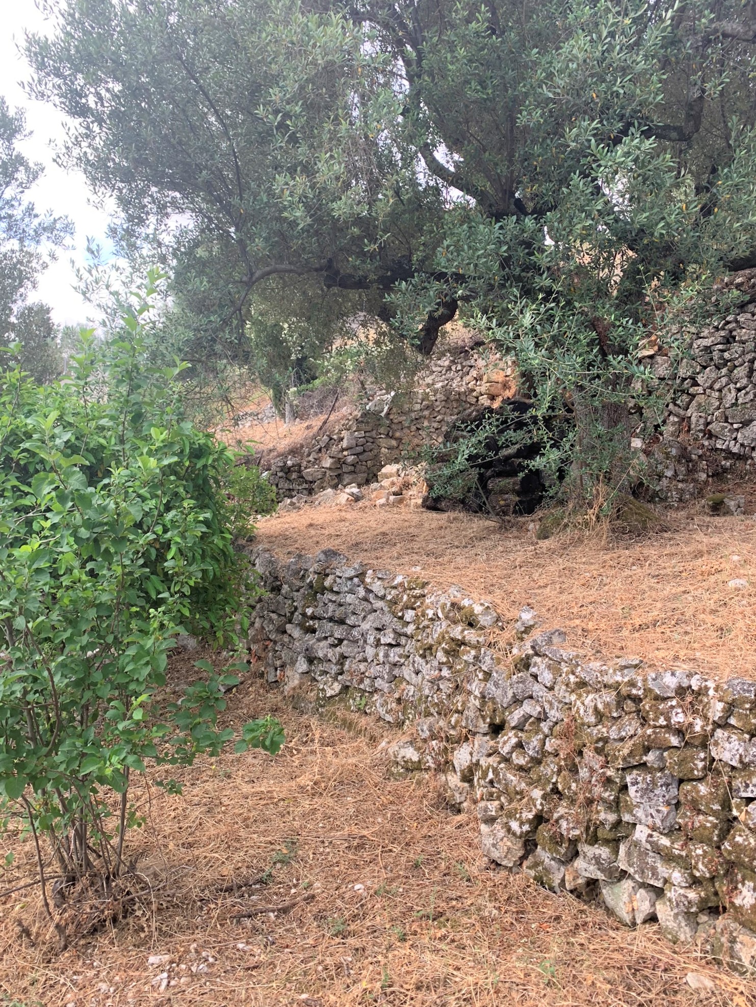 Landscape and terrain of land for sale on Ithaca Greece, Perachori