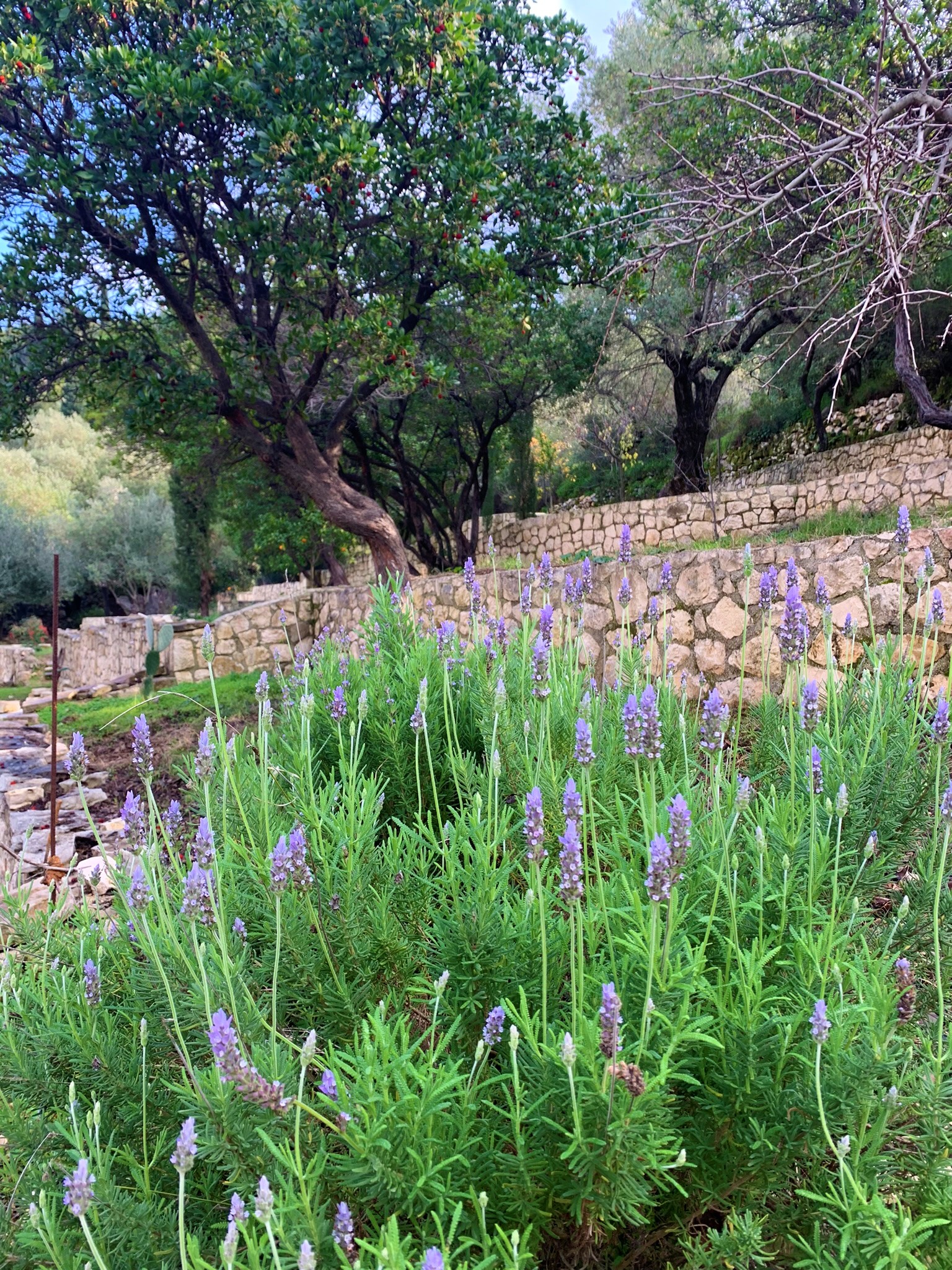 Outdoor area of house for sale on Ithaca Greece, Vathi