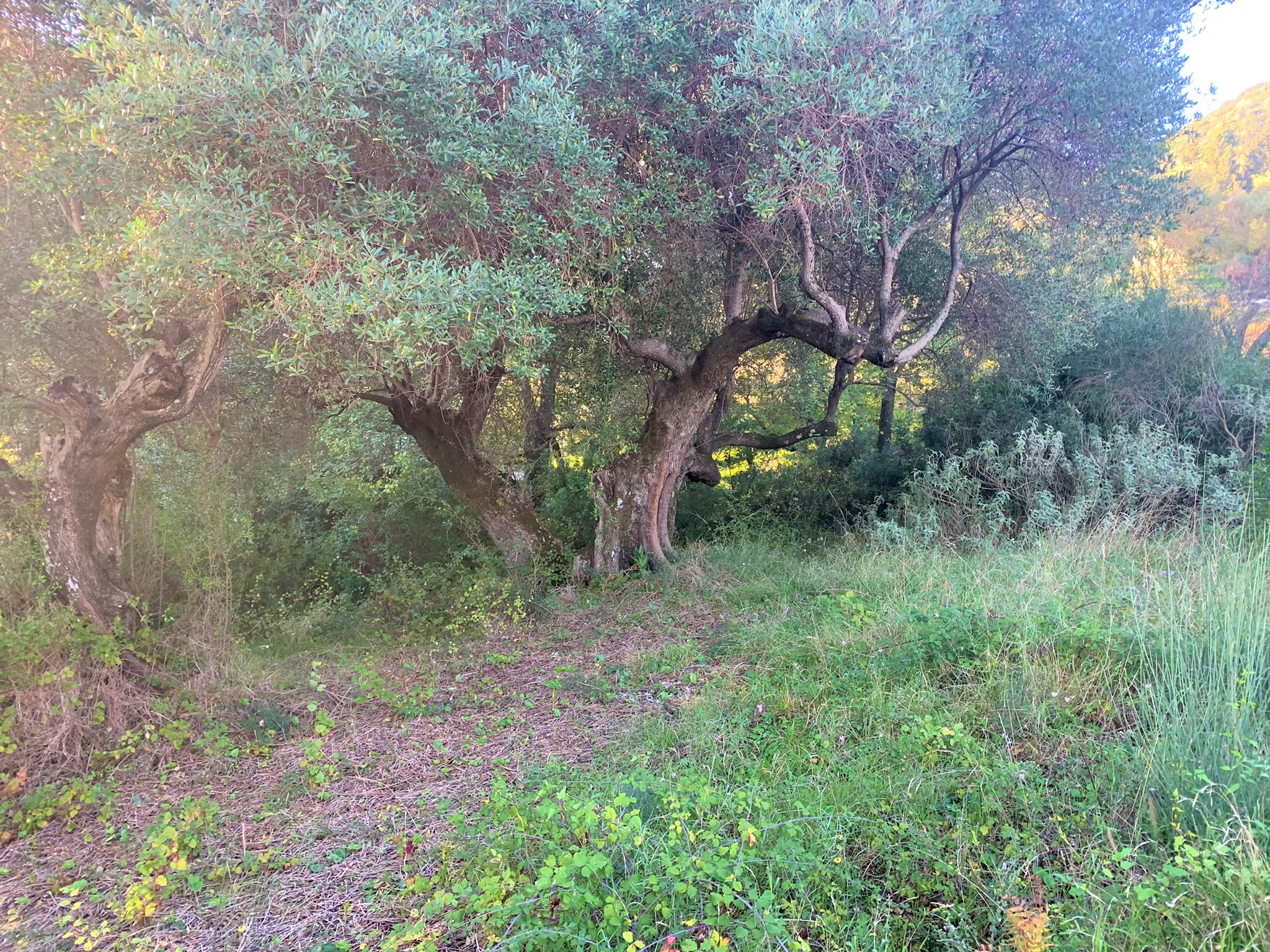 Olive groves of land for sale on Ithaca Greece, Platrithyas