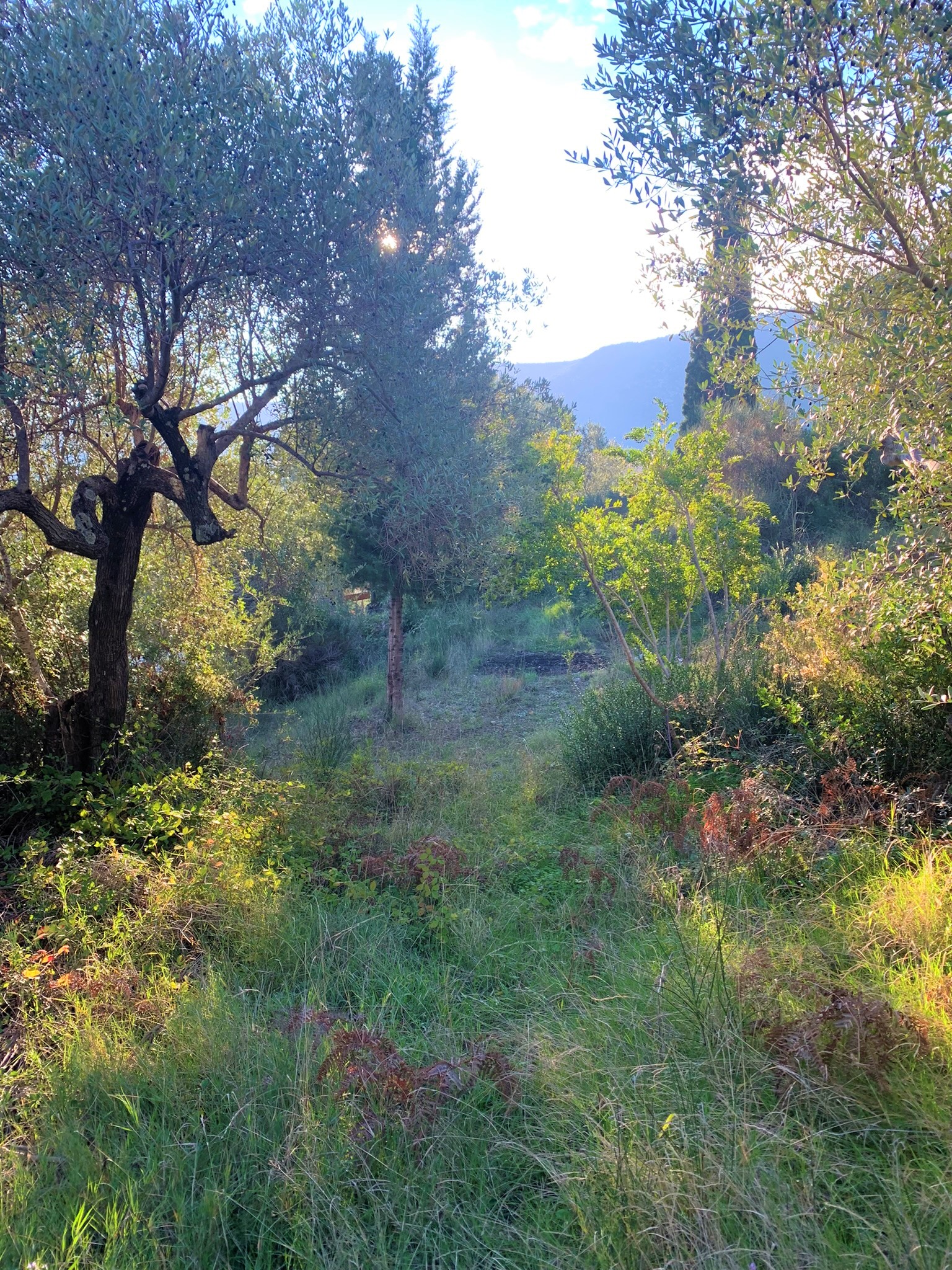 Terrain and landscape of land for sale on Ithaca Greece, Platrithyas