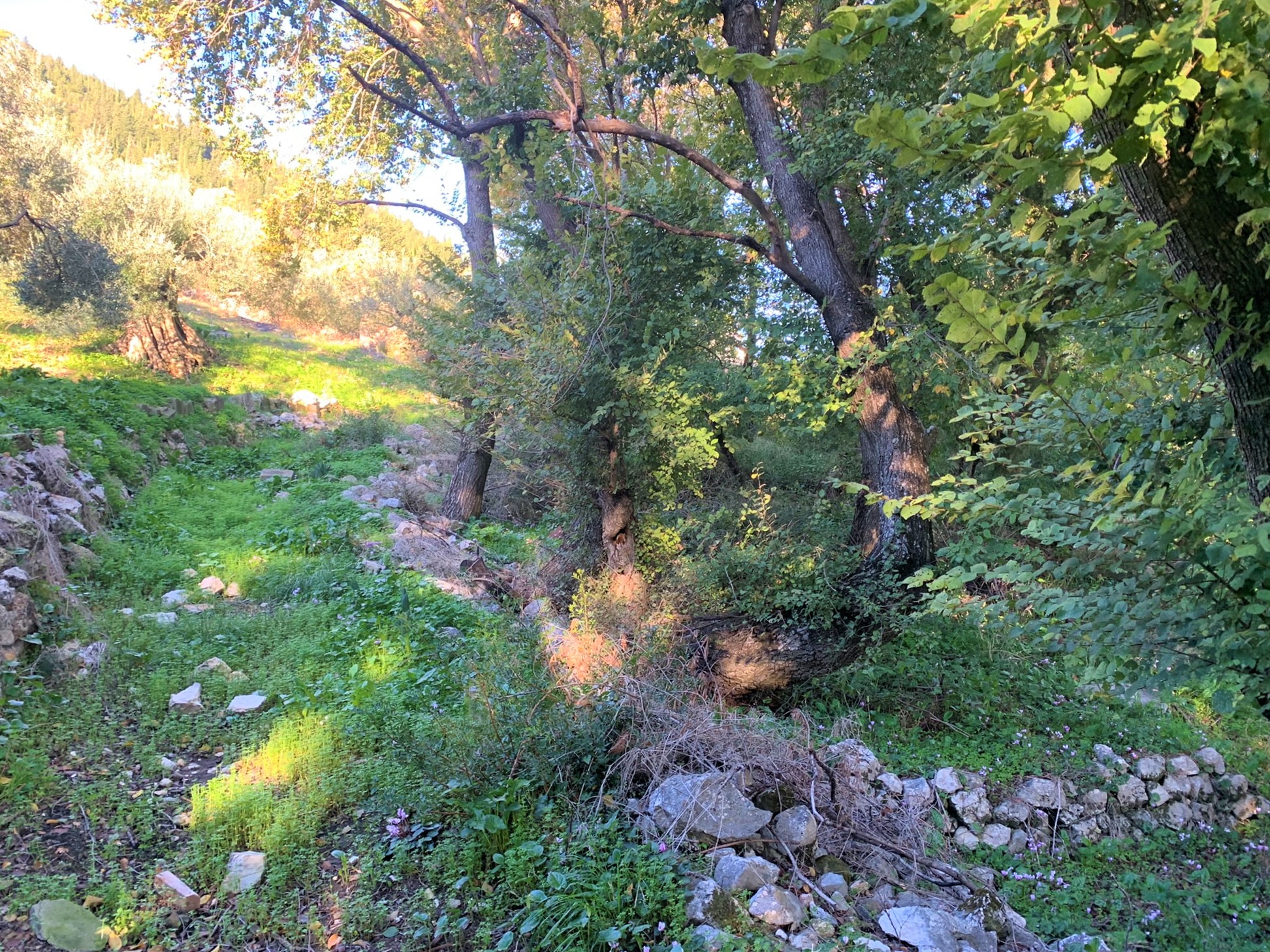 Terrain and landscape of land for sale in Ithaca Greece, Platrithyas
