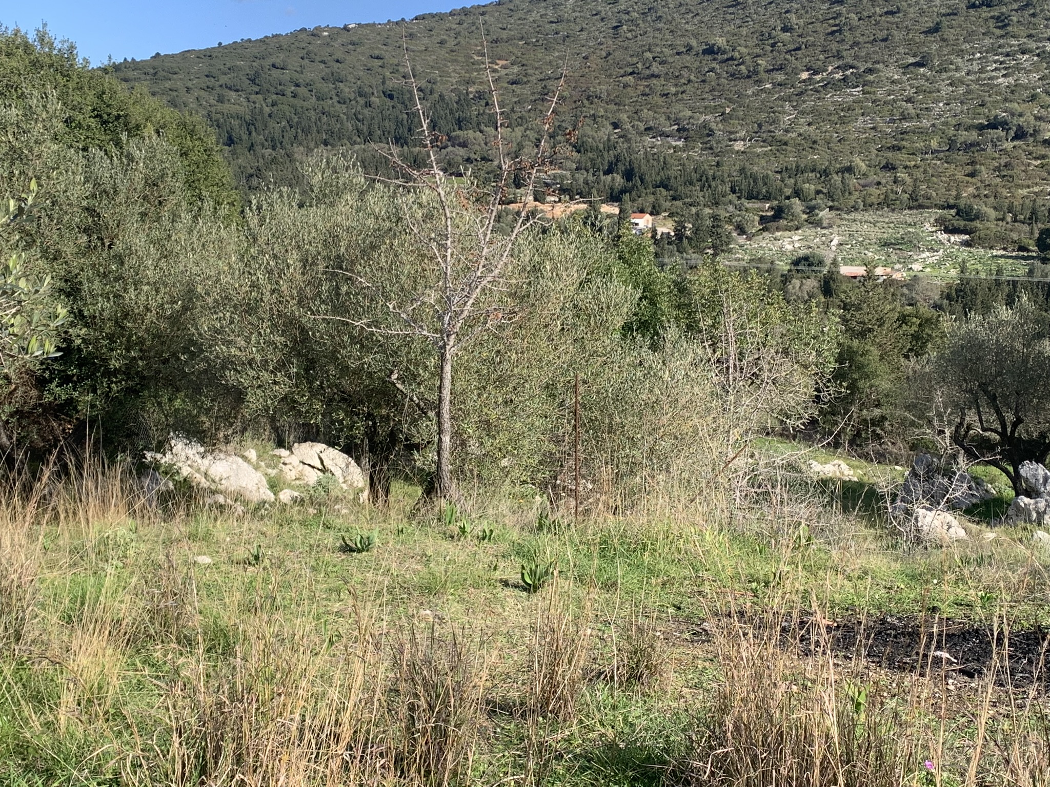 Terrain and landscape of land for sale, Ithaca Greece, Lahos