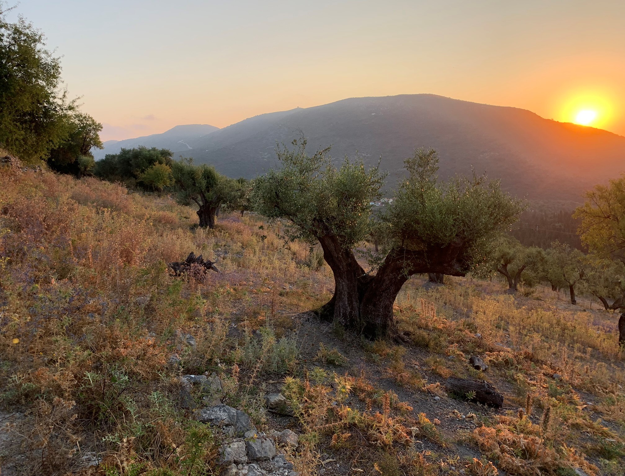 Aerial views of land for sale on Ithaca Greece, Pilikata