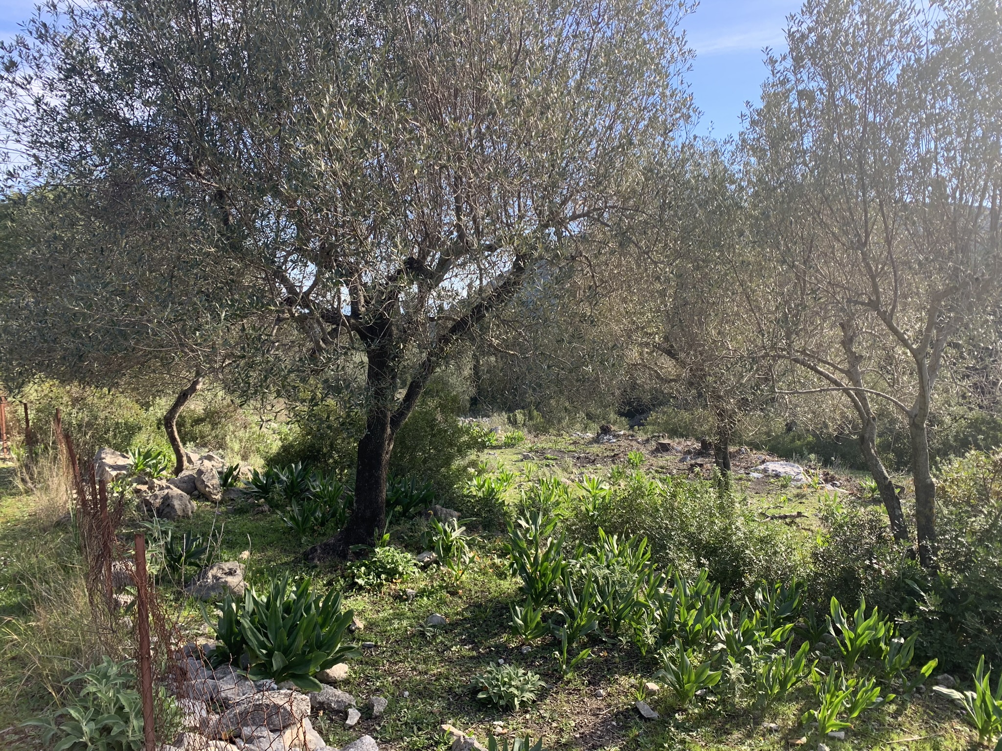Landscape and terrain of land for sale on Ithaca Greece, Stavros