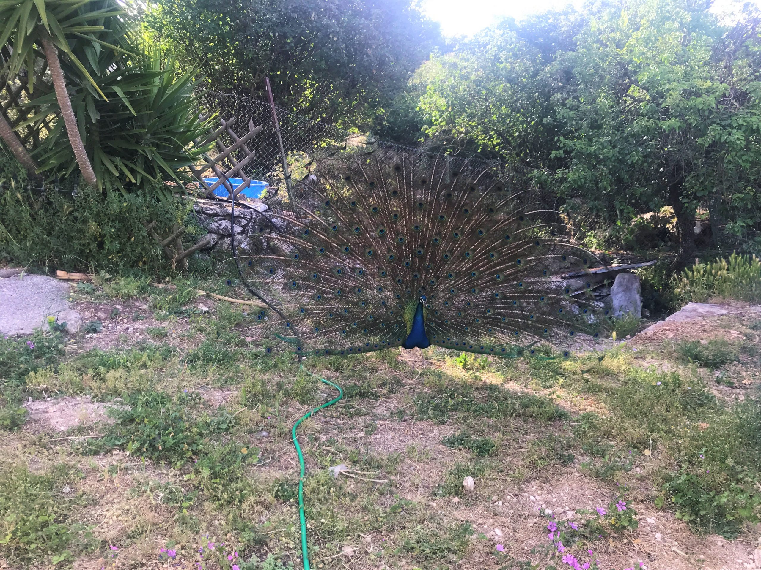 Garden of house for rent on Ithaca Greece, Anoghi