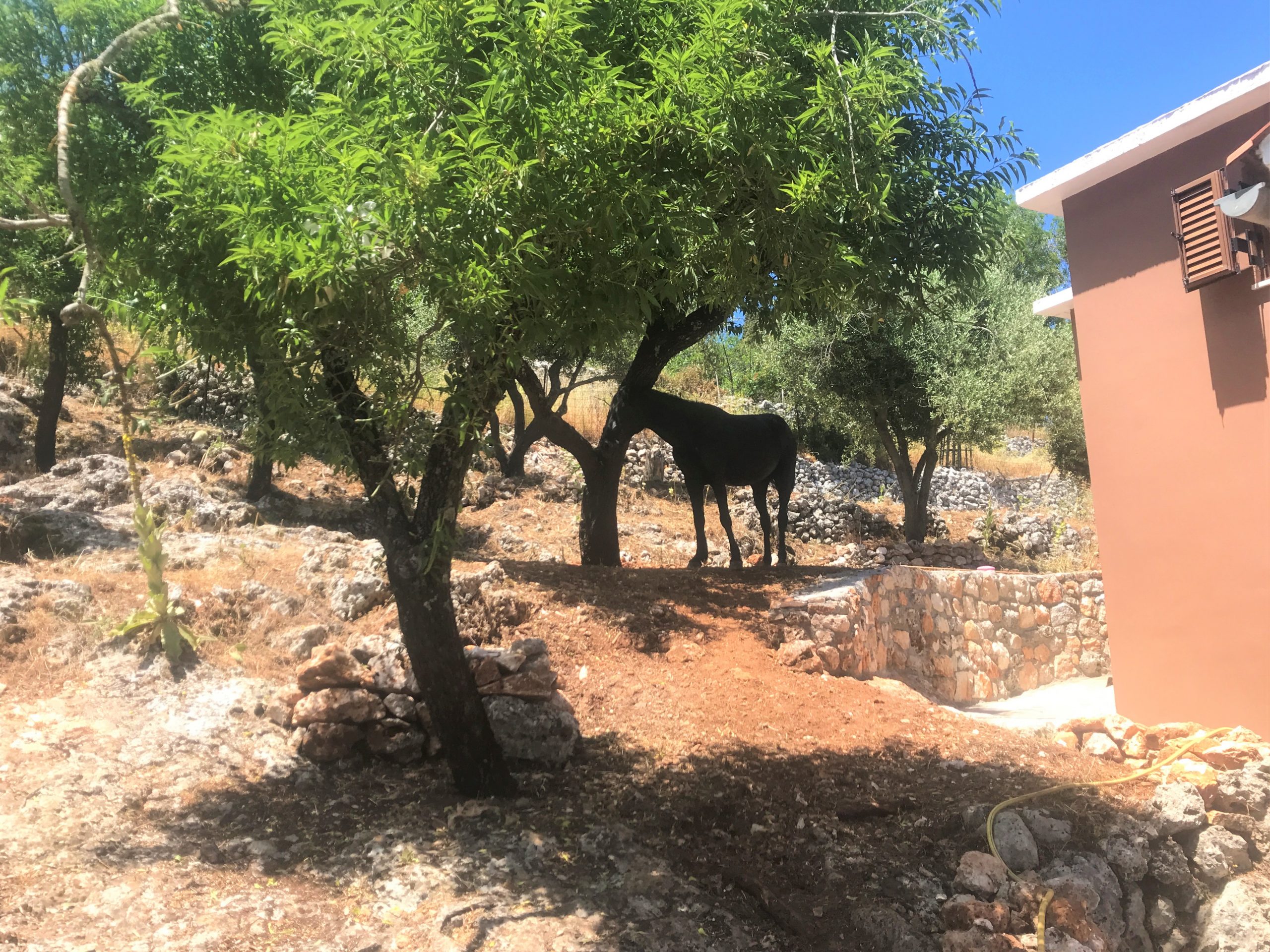 Garden of house for rent on Ithaca Greece, Anoghi