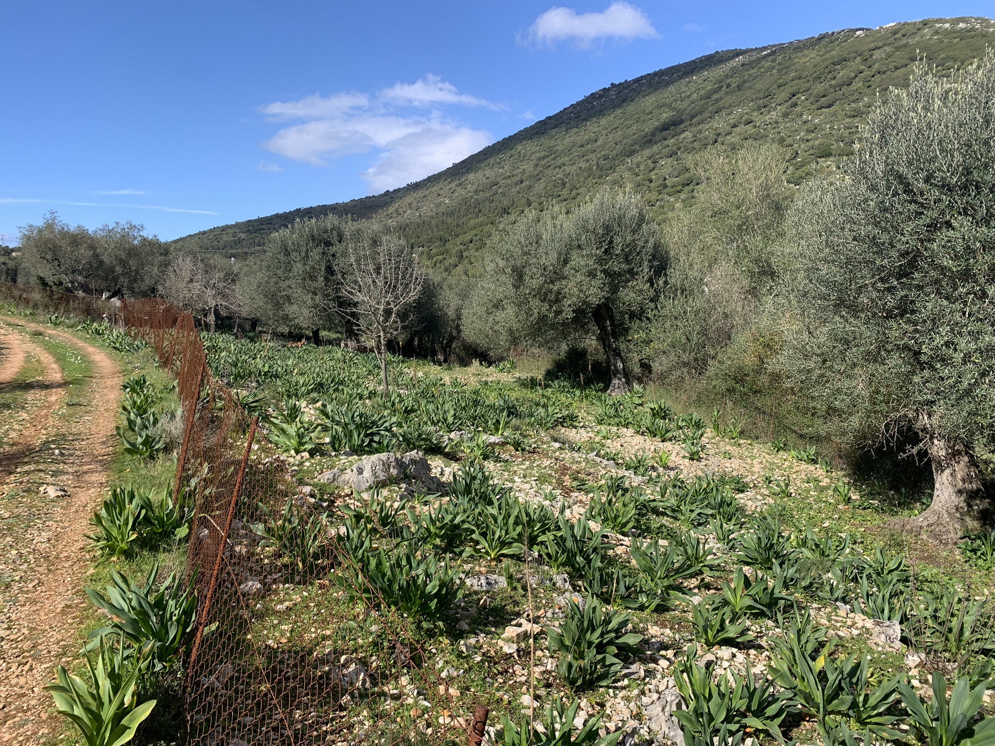 Landscape and terrain of land for sale Ithaca Greece, Frikes