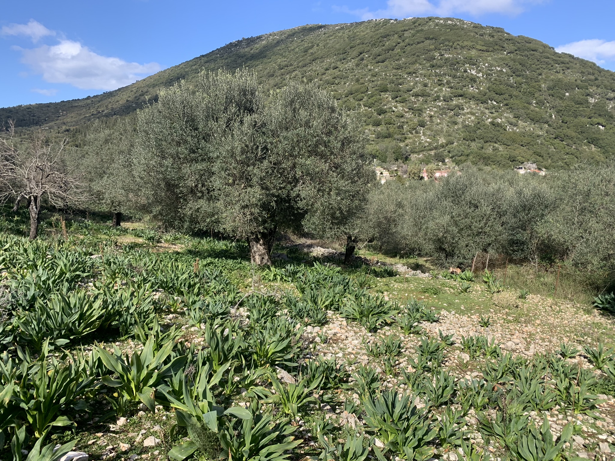 Landscape and terrain of land for sale Ithaca Greece, Frikes