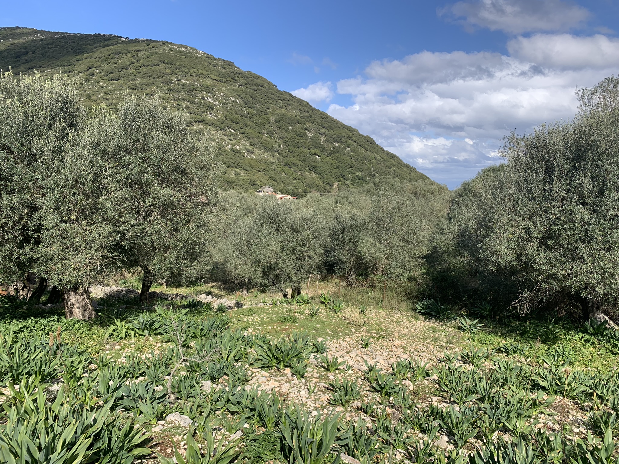 Landscape and terrain of land for sale Ithaca Greece, Frikes