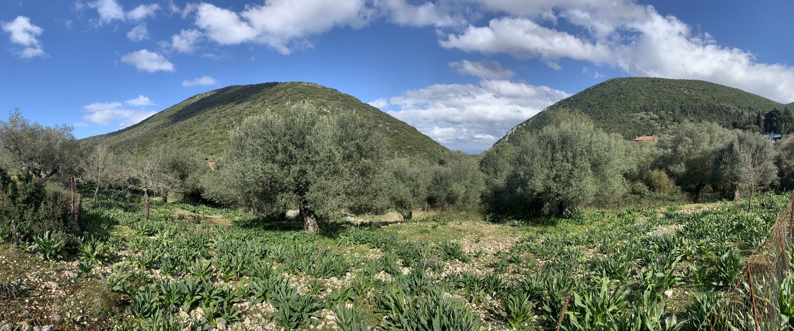 Landscape and terrain of land for sale Ithaca Greece, Frikes