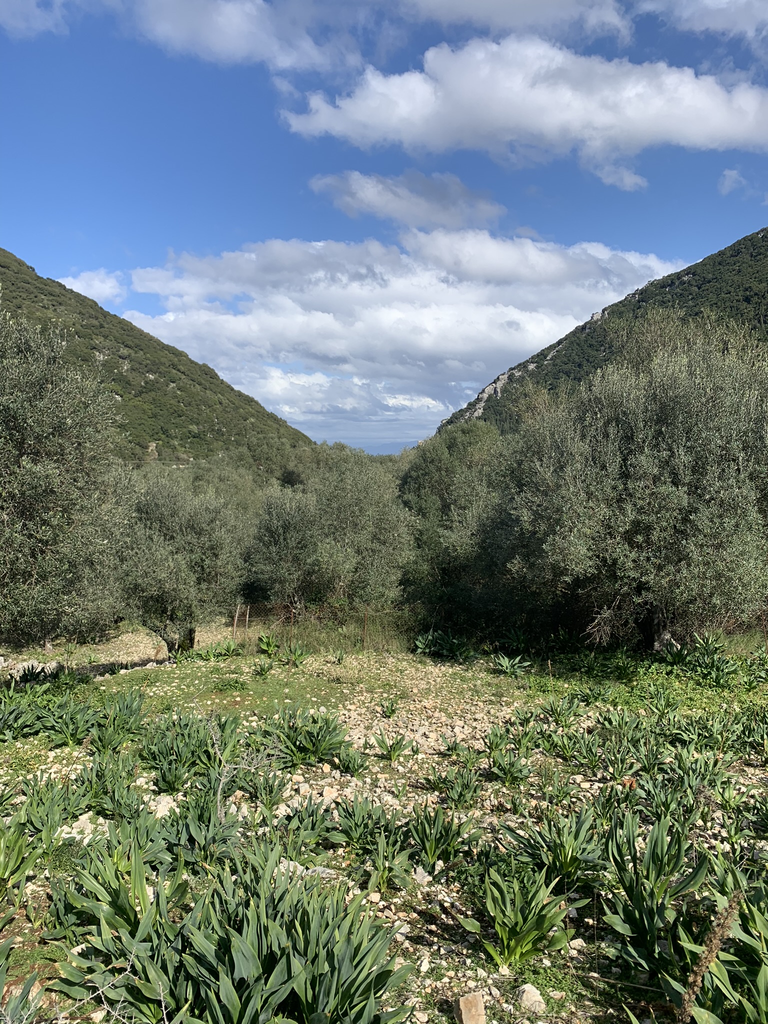 Landscape and terrain of land for sale Ithaca Greece, Frikes