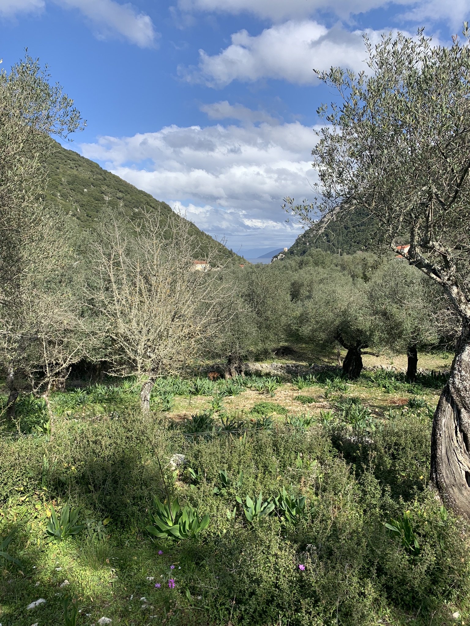 Landscape and terrain of land for sale Ithaca Greece, Frikes