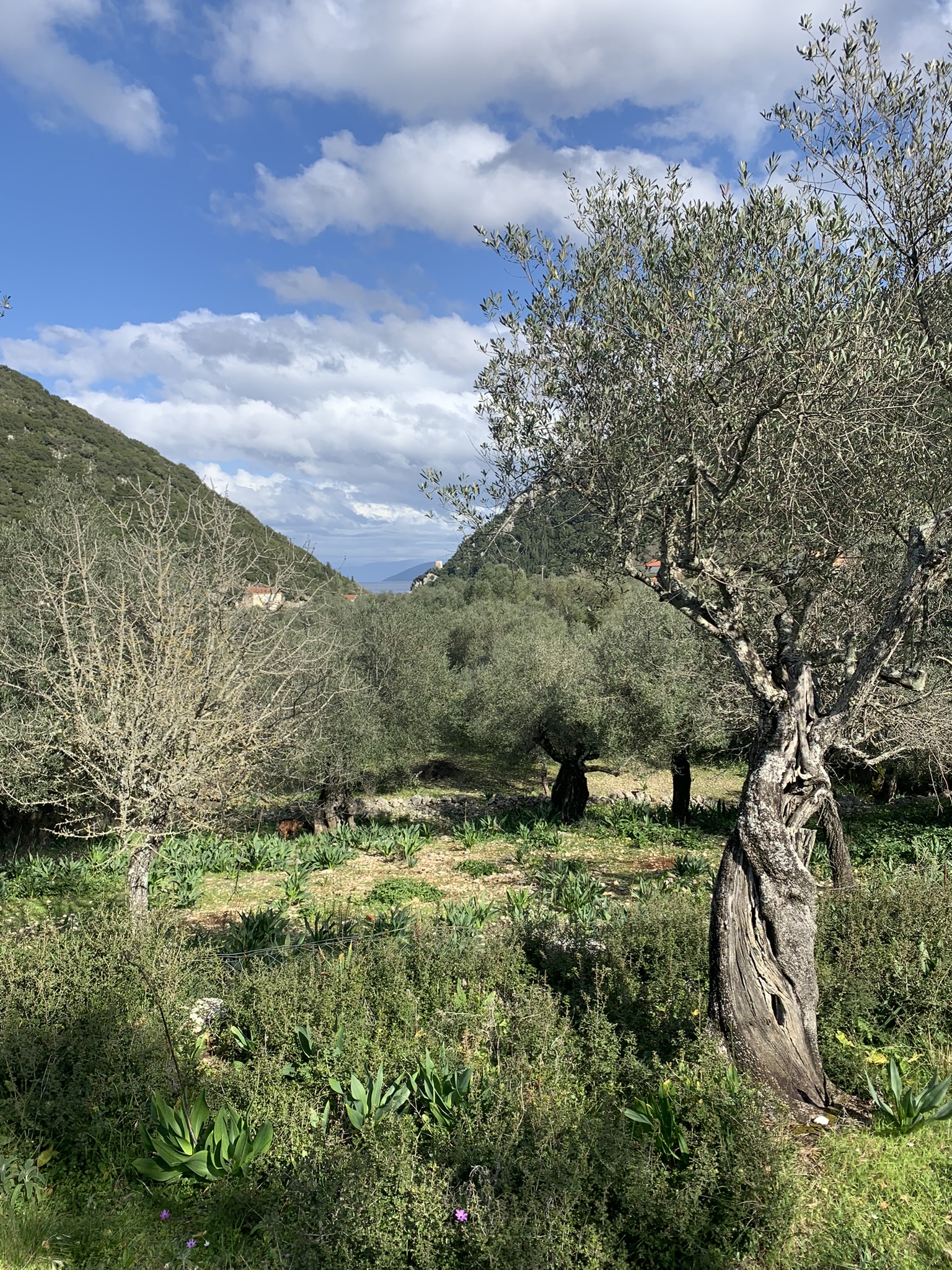 Landscape and terrain of land for sale Ithaca Greece, Frikes