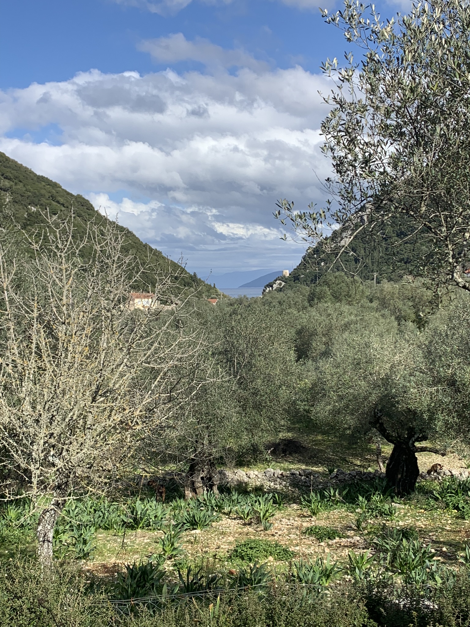 Landscape and terrain of land for sale Ithaca Greece, Frikes