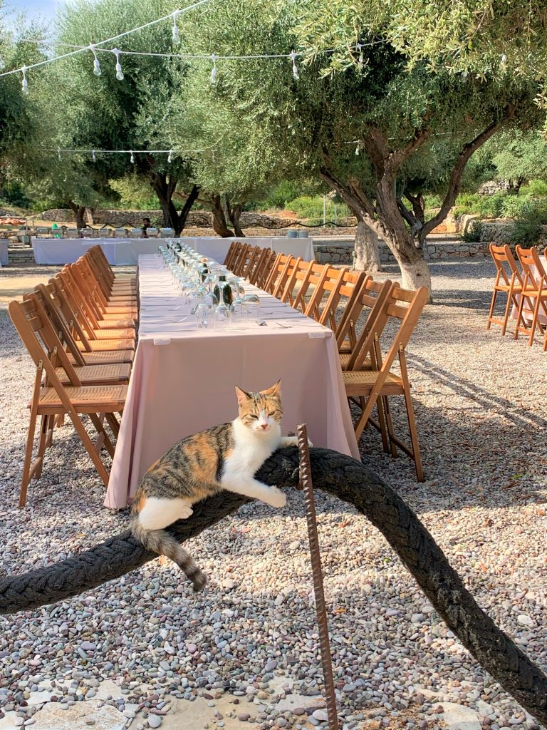 tables and olives, Birthday party, Filiatro beach, Ithaca Greece