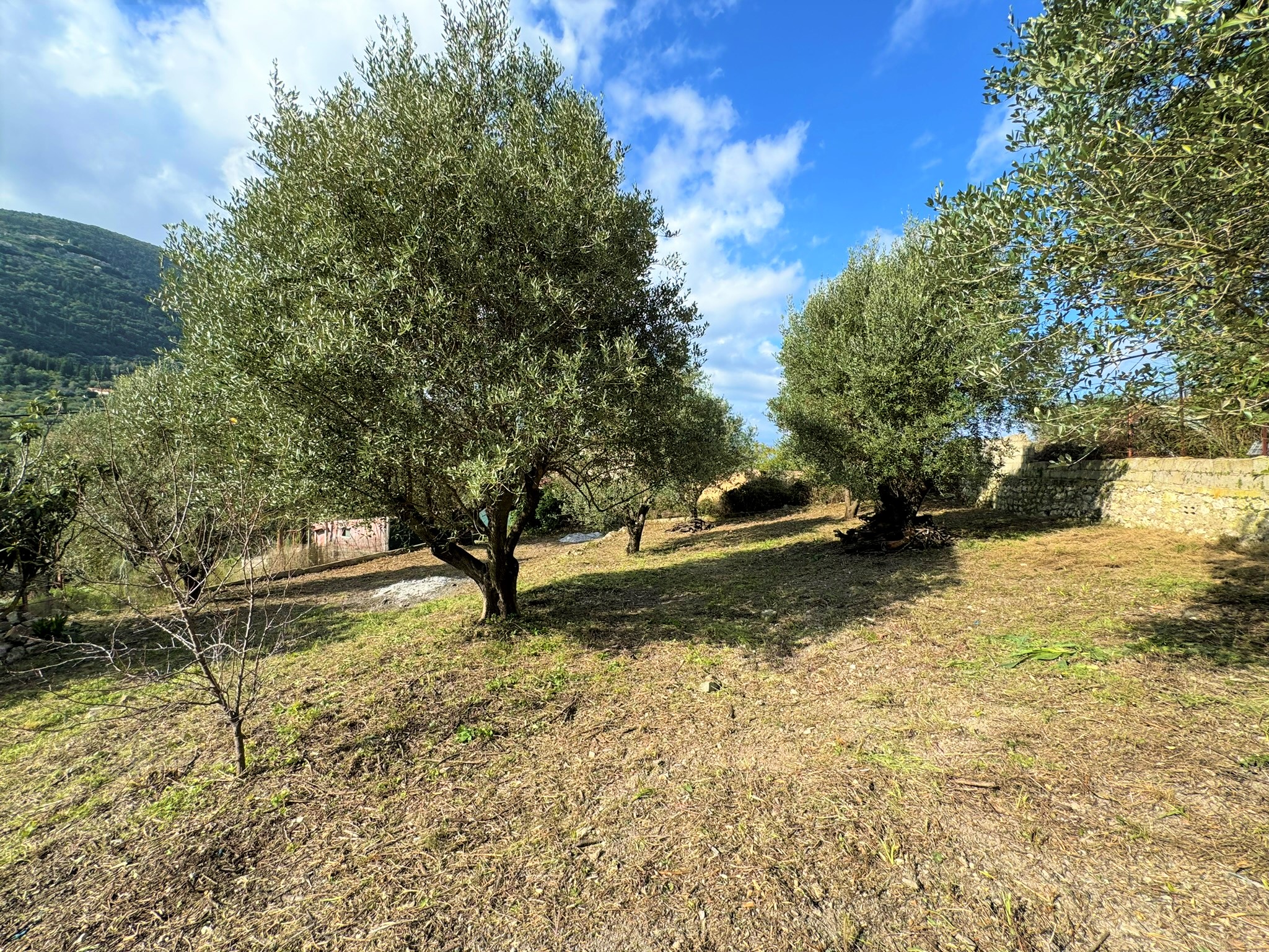Garden of house for sale in Ithaca Greece, Platrithya