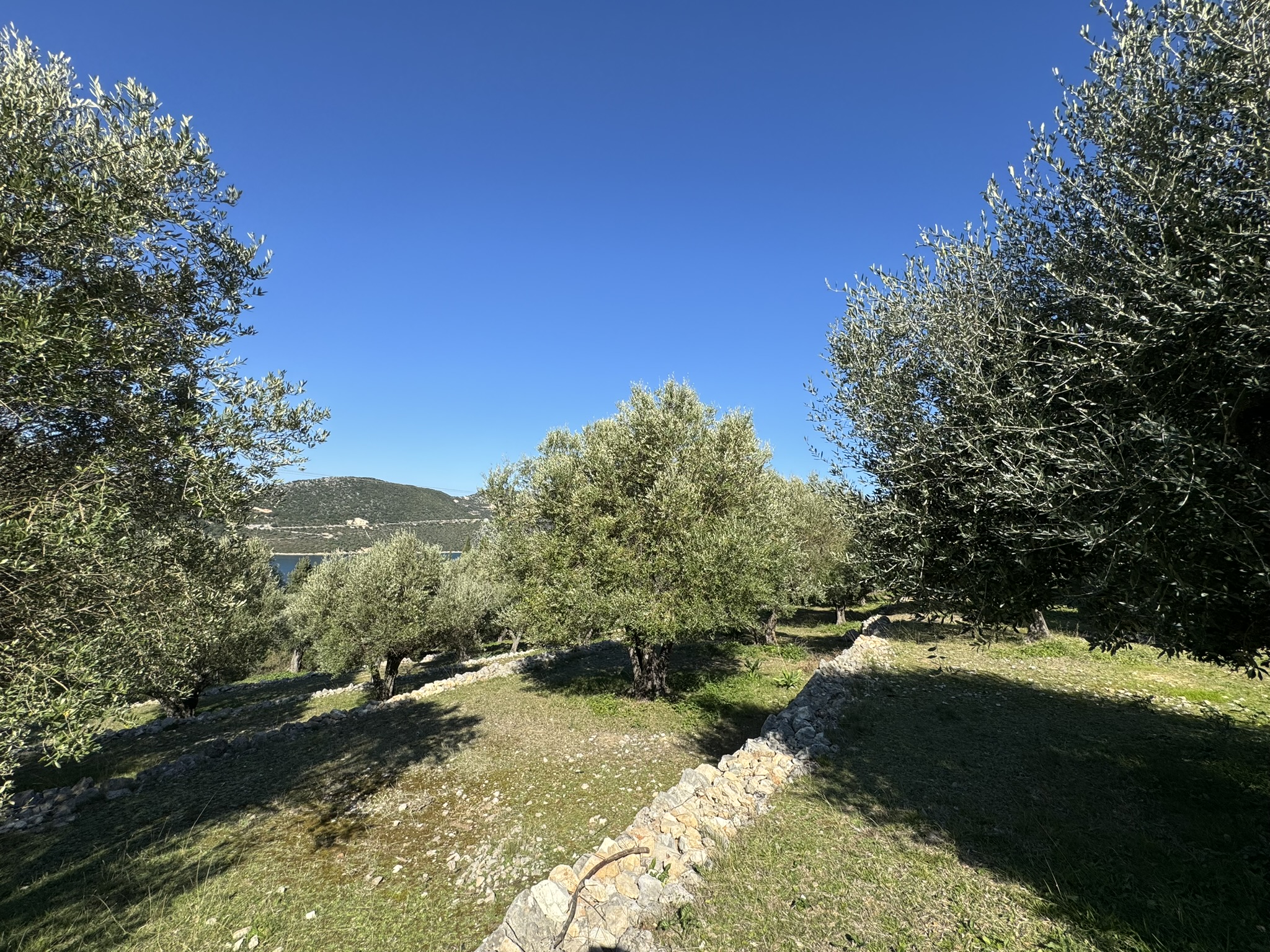 Olive groves and views of land for sale on Ithaca Greece, Piso Aetos